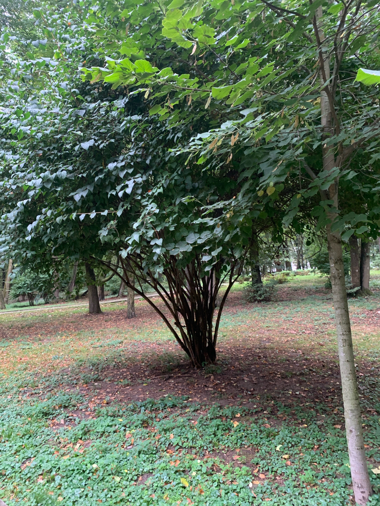 The image depicts a park scene in Lviv, Ukraine, characterized by dense foliage and a wooded environment. In the foreground, a multi-stemmed shrub with dark bark and abundant green leaves occupies the center-left of the frame. To its right, a thin, light-barked tree stands vertically. The ground is covered with a carpet of low-lying green ground cover interspersed with fallen brown leaves and patches of bare soil. In the midground, several other trees with varying trunk thicknesses and leafy canopies are visible, along with a paved pathway curving through the park. The background extends into a densely wooded area with further trees and dappled sunlight filtering through the leaves, suggesting a natural or semi-natural park setting. No people are present in the image. The overall atmosphere is tranquil and natural, indicative of a public green space.