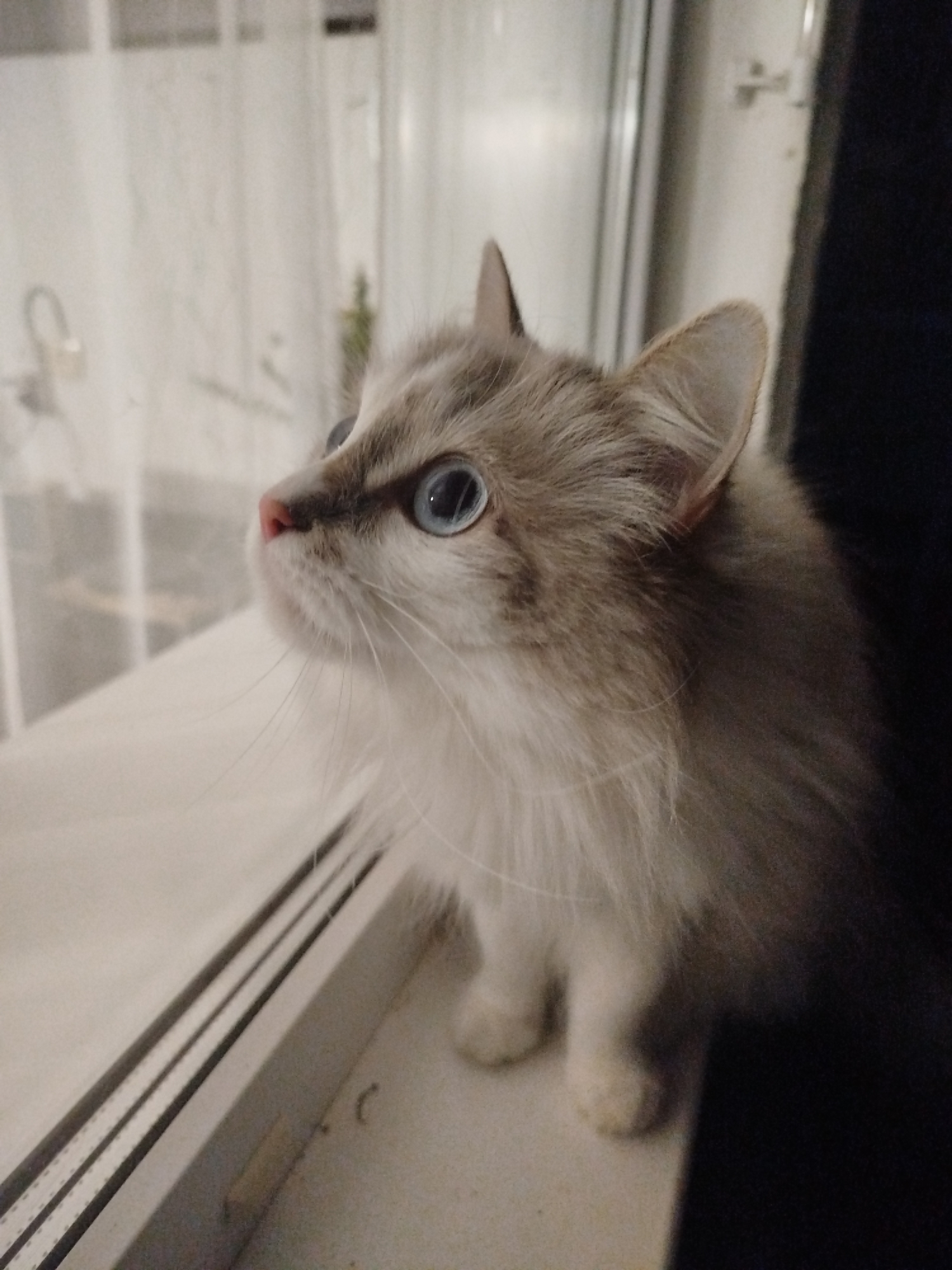 A fluffy, light-colored cat with striking blue eyes is perched on a windowsill, looking out. The cat has light gray fur with darker tabby markings around its face and ears, and a fluffy white chest. Its nose is pink, and its whiskers are long and white. The windowsill is a light color with dark stripes along the edge, and the background consists of a window with sheer curtains and a dark, shadowy area to the right. The lighting is dim, suggesting it might be daytime with overcast skies or late evening. There are no people present in the image.