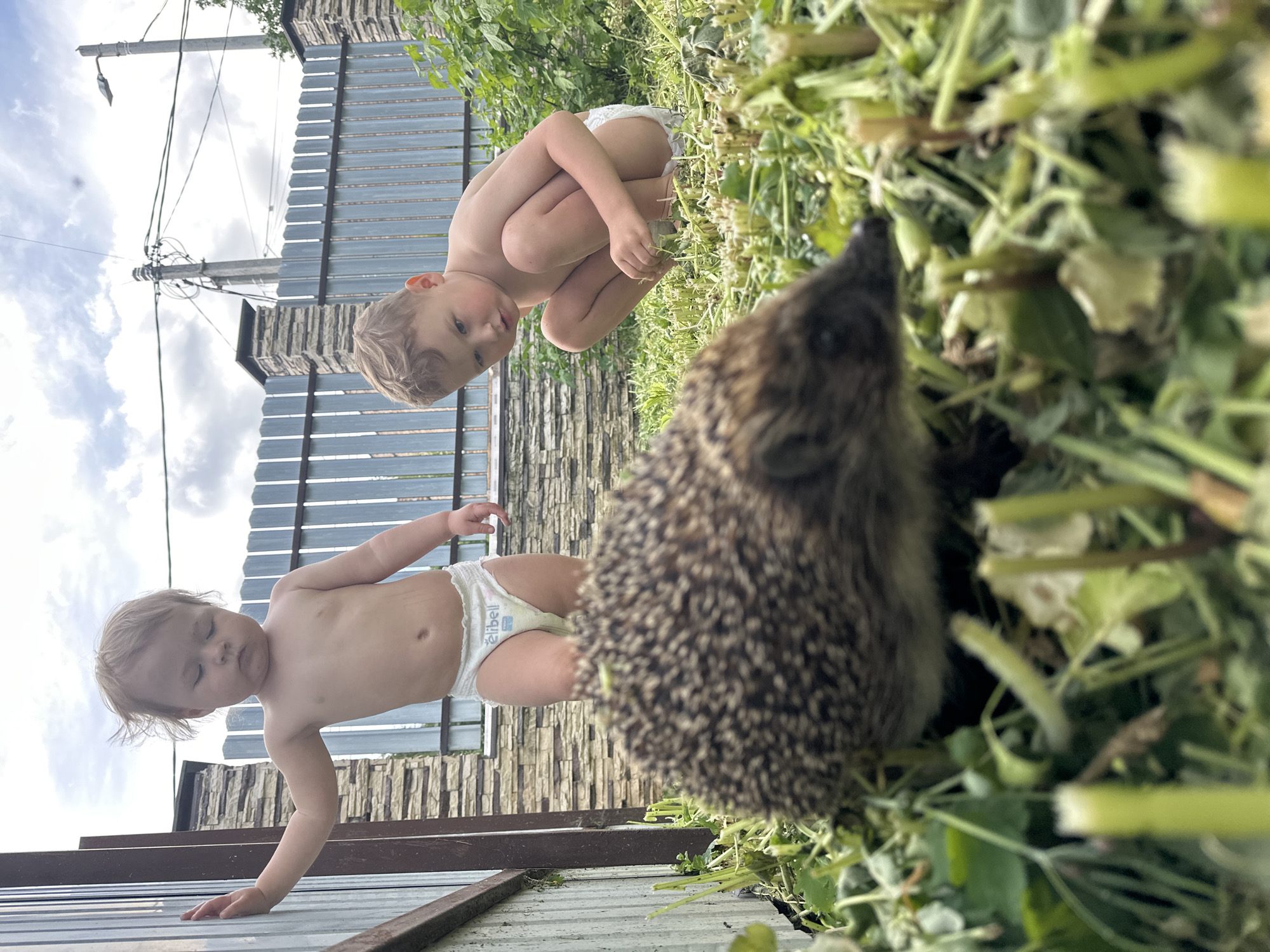 Two young children, both wearing diapers, are outdoors near a hedgehog. One child is standing near a fence, while the other is crouched down, looking at the hedgehog. The surrounding environment includes greenery and a fence. A utility pole is visible in the background. The location appears to be in a residential area, but specific landmarks to confirm Nizhny Novgorod are absent.