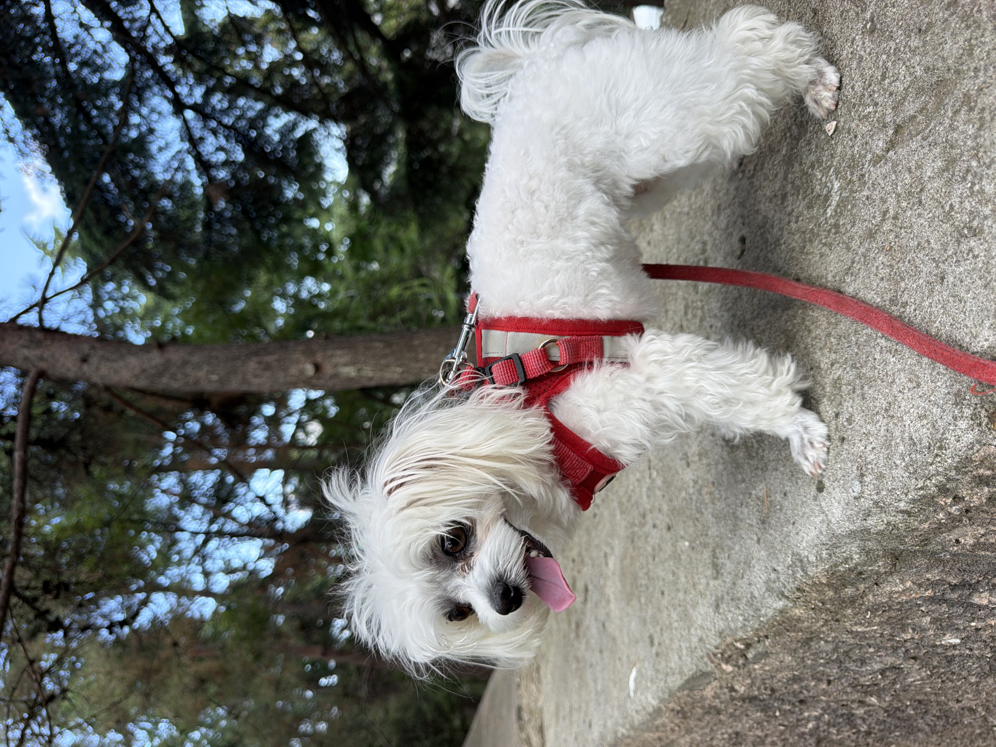 A small white dog with shaggy fur and dark eyes stands on a concrete surface, looking to its left with its tongue out. The dog is wearing a red harness and a red leash. Behind the dog, blurred trees and foliage are visible, with hints of blue sky in the background. The concrete surface appears to be a wall or ledge. The image does not contain any information about the city of Partenit, Ukraine.