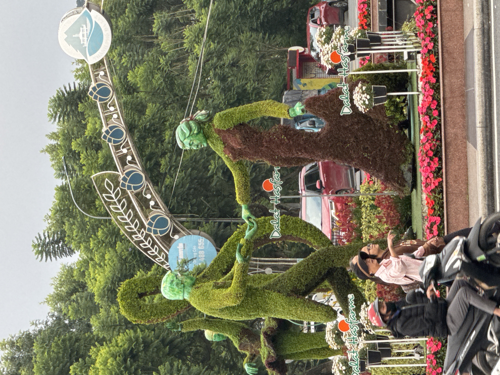 This image captures a vibrant street scene in Da Lat, Vietnam, featuring prominent horticultural displays.
In the center, three large topiaries are the focal point. Two primary figures, a male and a female, appear to be dancing or interacting, holding hands. The male figure is entirely covered in bright green foliage, while the female figure has a bright green upper body and arms, with a dark reddish-brown, flowing dress made of contrasting foliage. A third, partially obscured female topiary, also green with a dark reddish-brown skirt, stands to the left, resembling a ballerina with raised arms. These topiaries are surrounded by manicured flower beds containing rows of bright pink and red flowers, and several black planters holding white flowers.
Above the topiaries, a decorative white metal archway features blue, lotus-like floral designs. Attached to this archway on the right is a circular sign with a white mountain and a blue body of water with a boat, and the text "THÀNH PHỐ ĐÀ LẠT" (City of Da Lat). Another blue circular sign with Vietnamese text, including "Đường Cao" and numbers "488 655," is visible behind the male topiary's head.
In the foreground, a gray asphalt road runs horizontally. On the left, a person wearing a black jacket, grey pants, a red helmet, and a black face mask is riding a black scooter, facing right. Behind the scooter, two pedestrians are walking towards the right. One person wears a light pink long-sleeved shirt and a dark hat, pointing forward with their right hand. The second pedestrian, partially obscured, wears a brown shirt and glasses.
In the background, a dense expanse of lush green trees covers the hills, indicating a mountainous or heavily vegetated environment. Two red SUVs are visible in the middle ground, behind the topiaries. The sky is overcast.