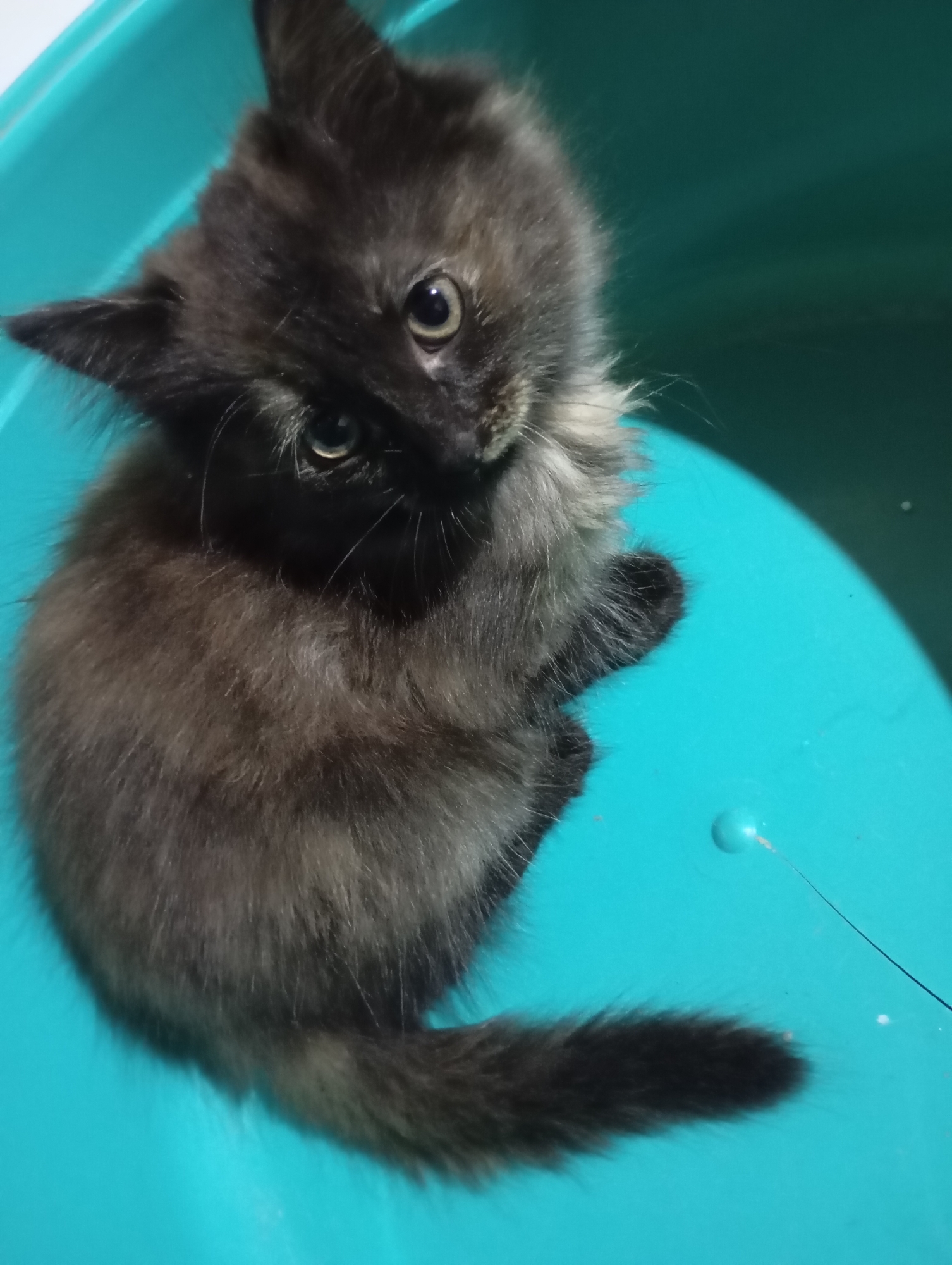 A medium shot depicts a small, dark-furred kitten with light green eyes, nestled in a bright blue, plastic container. The location is unspecified, and the date and time are not included in the image. The kitten appears to be sitting, with its tail curled slightly around its body. No people are visible. The only action is the kitten's gaze directed upwards towards the camera.