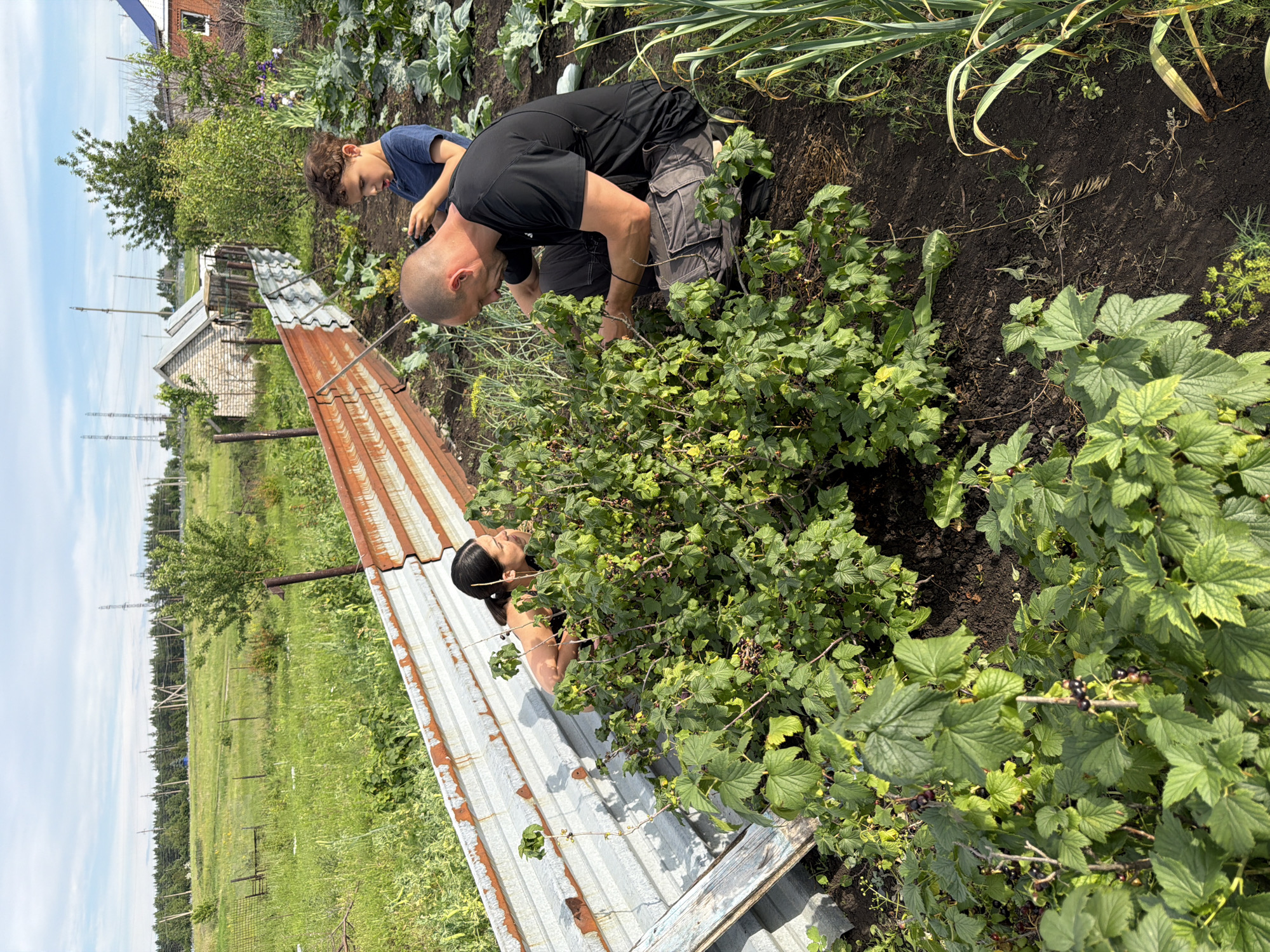 A man, a woman, and a boy are in a garden on a sunny day. The man, wearing a black t-shirt and grey pants, is kneeling down next to a bush of green leaves and dark berries, examining it. The woman, wearing a dark sleeveless top, is crouched behind a rusty metal fence, looking at the same bush. The boy, in a blue t-shirt, stands to the right of the man, looking at something in his hands. The garden is filled with lush green plants, and in the background, there are trees, a small building, and power lines. The ground is dark soil.