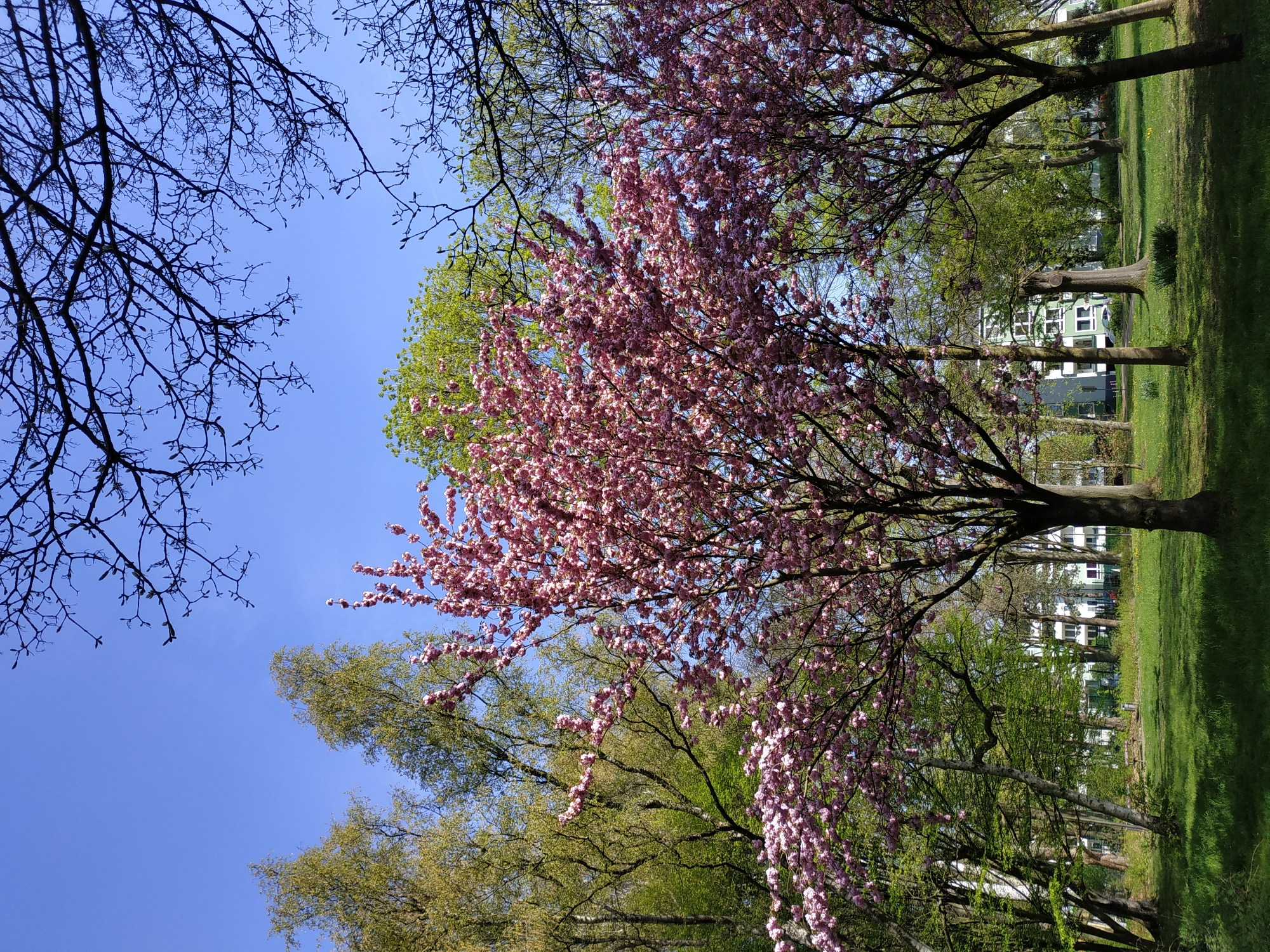 The image depicts a park scene in Dortmund, Germany, featuring trees in varying stages of bloom. A prominent cherry blossom tree with pink flowers stands alongside trees with green foliage, against a clear blue sky. Bare branches of another tree are visible in the upper left corner. The ground is covered in green grass. Several buildings, possibly residential, are seen in the background.