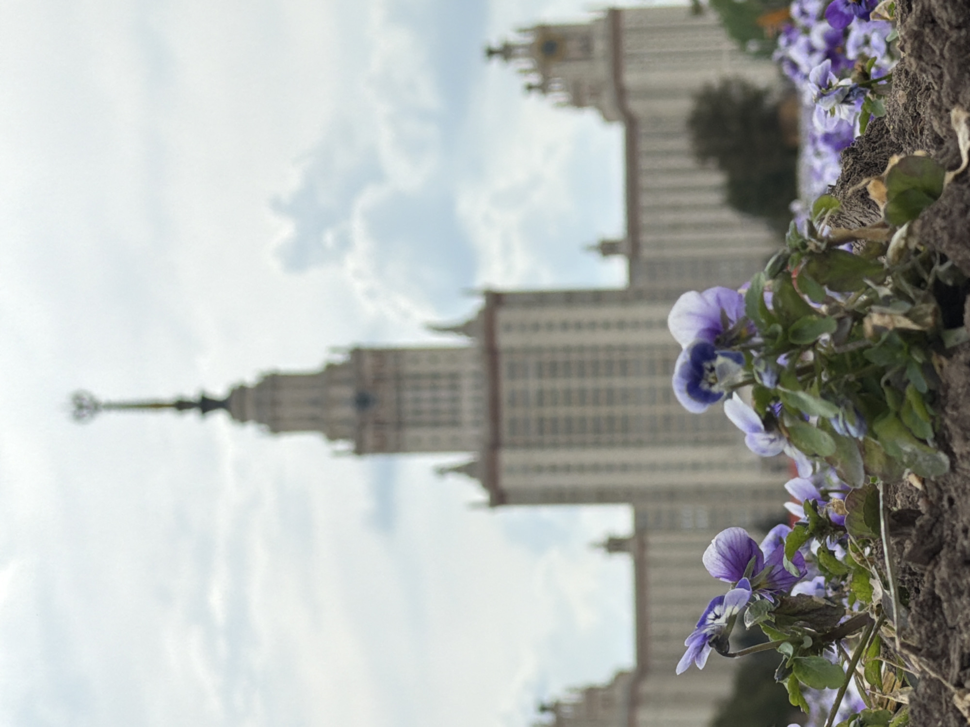 The image presents a view of Moscow State University framed by purple and white pansies in the foreground. The imposing building, a prominent landmark, stretches across the background, blurred to emphasize the close-up flowers. The sky is overcast, adding a soft, muted tone to the scene.