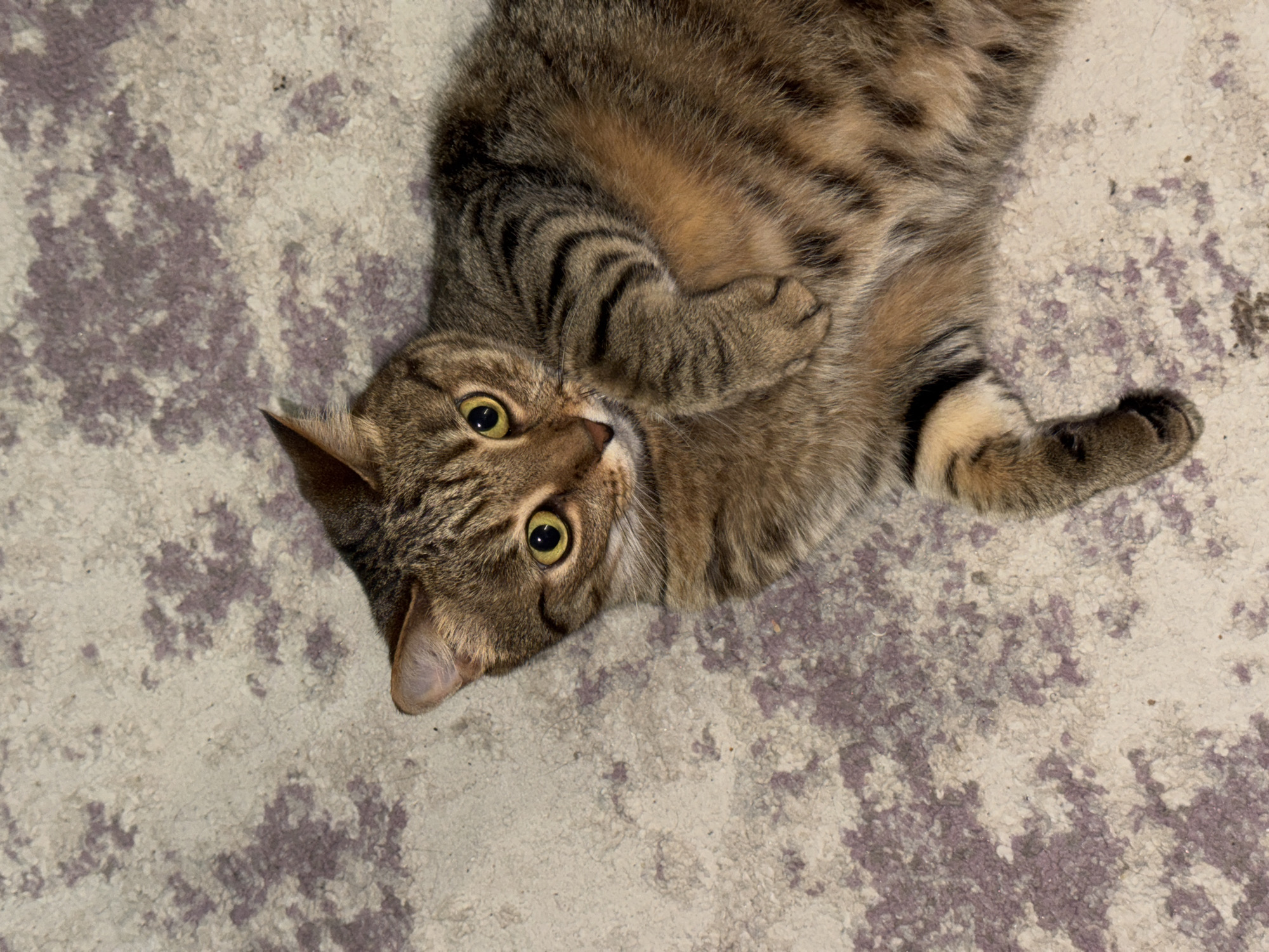 A tabby cat lies on a light-colored carpet with a mottled pattern of purple and white. The cat is lying on its back, with its front paws curled up near its chest. Its head is turned to the left, and its eyes are open and looking at the camera. The cat's fur is brown and tan with dark stripes. The carpet appears to be indoors. The location is not discernible from the image.