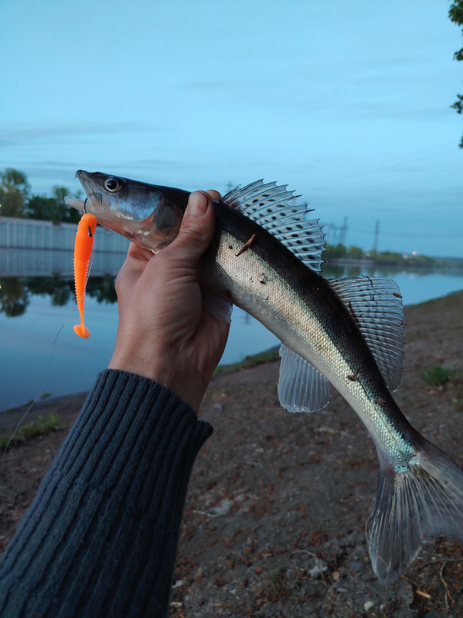 A person holds a zander (Sander lucioperca) fish by hand. The fish has an orange lure hook in its mouth. The background shows a body of water, possibly a river or canal, with a concrete structure along the bank. Power lines are visible in the distance. The location appears to be near a body of water in a city or industrial area of Chaikovsky, Russia. The person wears a dark sweater. The ground beneath the fish is dirt and foliage. The time of day appears to be dusk or early evening.