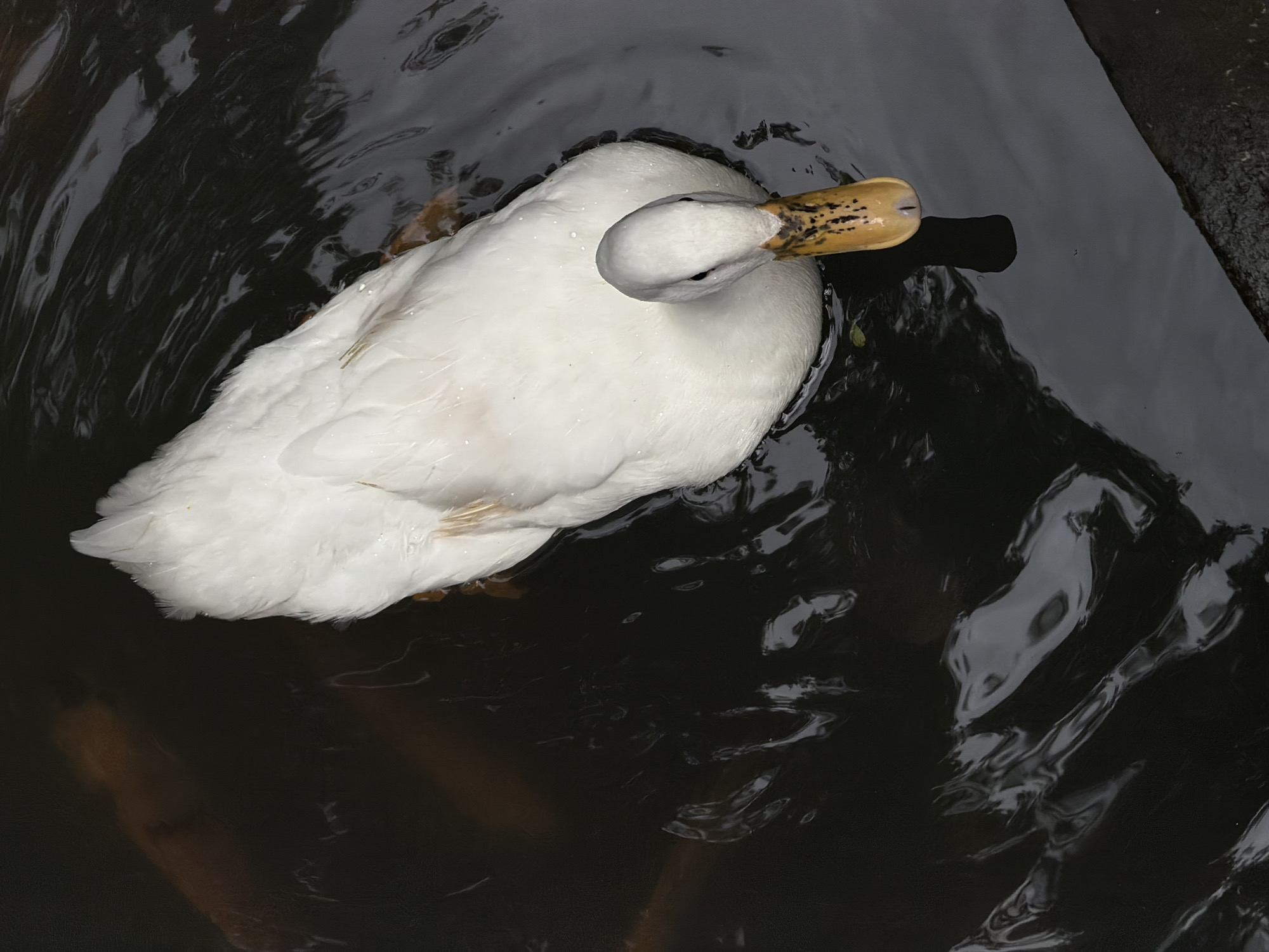 A high-angle, close-up shot captures a white duck swimming in dark, rippling water. The duck's head is angled slightly downwards, with its beak, which is yellow and speckled with black, partially submerged. The duck's body is mostly submerged, with only its white feathers visible above the water. The dark water reflects the light in streaks and swirls, obscuring any details beneath the surface, although some faint, elongated shapes resembling koi fish are visible in the upper left portion of the image. A rough, dark surface, possibly a stone edge, occupies the lower right corner of the frame. The scene appears to be in a natural setting, though no specific urban or rural indicators place it in Tegallalang, Indonesia.