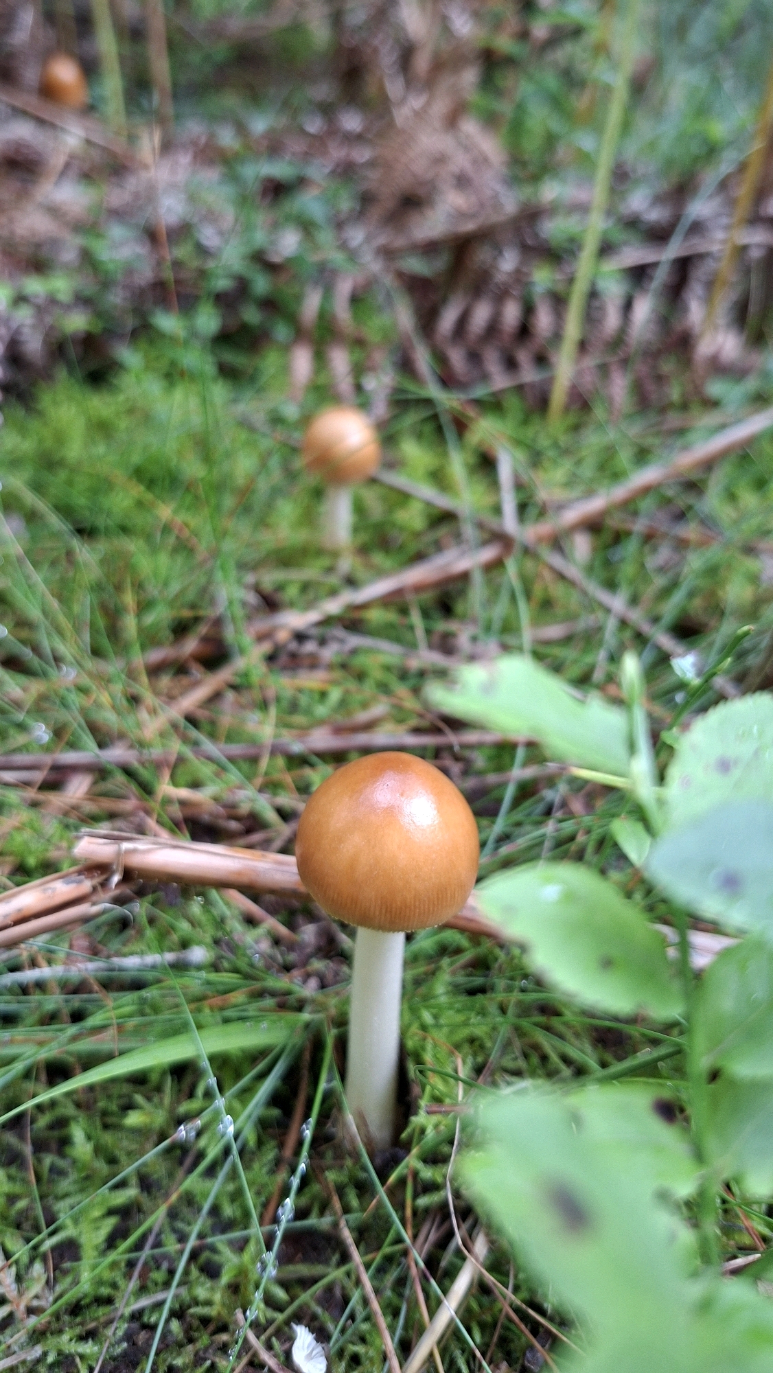 A close-up, eye-level view captures a cluster of small, brown-capped mushrooms growing in a mossy forest floor. The foreground is dominated by a single mushroom with a vibrant orange-brown cap and a slender, off-white stem. Dewdrops glisten on the surrounding blades of grass and pine needles, suggesting a recent rainfall or morning mist. In the mid-ground and background, other mushrooms are visible, appearing as blurred, out-of-focus spheres of the same color. The environment is rich with green moss, fallen leaves, and dry twigs, typical of a woodland setting. The lighting is diffused, casting a soft glow on the subjects. No people are present in the image. The scene is indicative of a natural habitat, likely a forest or wooded area, with the given location of Winkelhaid, Germany, suggesting this could be within a park or a natural reserve in that area.