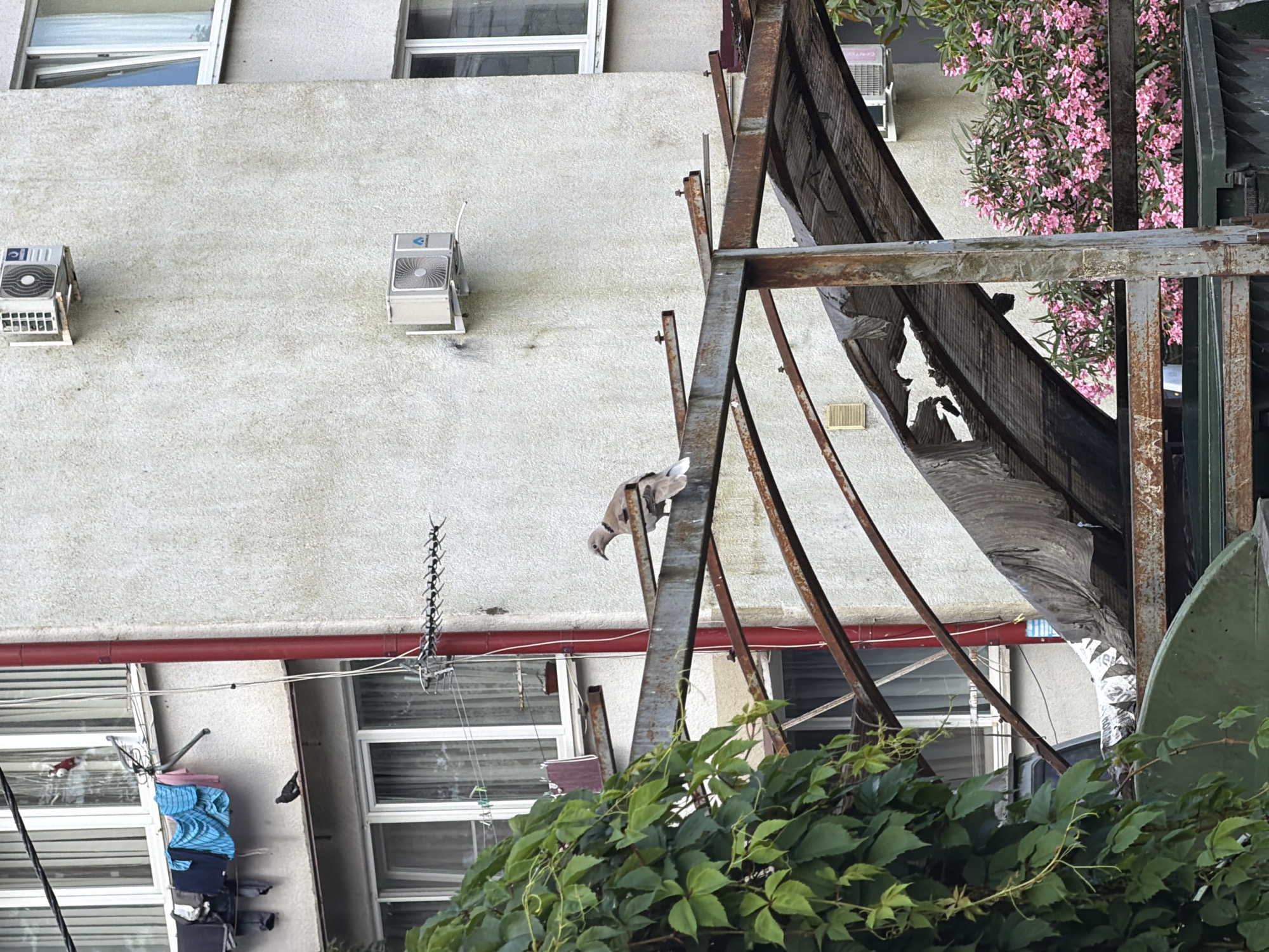 In Vesyoloye, Russia, a dove is perched on a rusty metal structure in front of a light-colored building. Laundry hangs on a clothesline to the left of the structure, and green foliage from a large plant is visible on the left side of the image. Two air conditioning units are mounted on the building, and a red pipe runs vertically along its side. Pink flowers are blooming in the background.