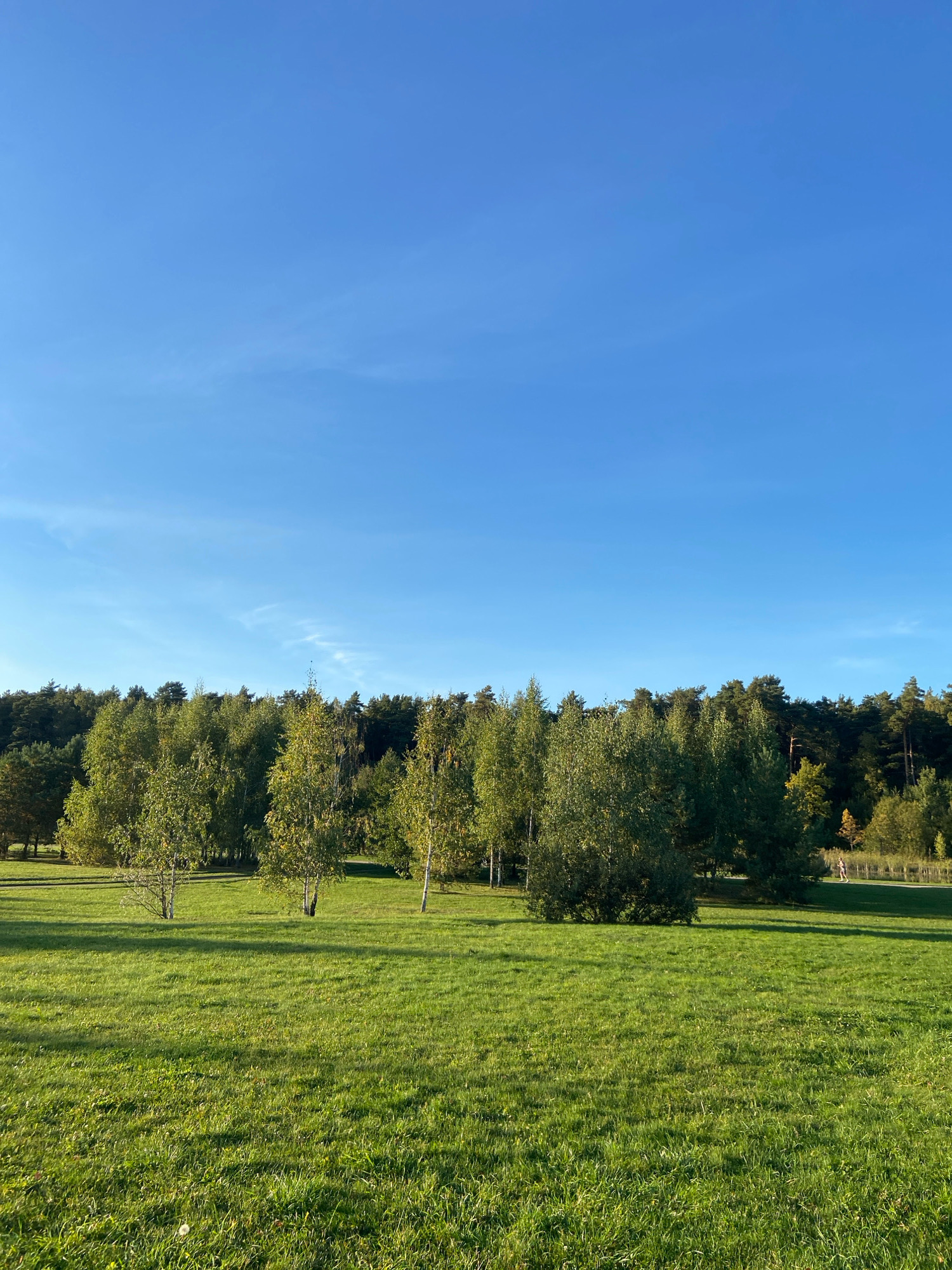 The image shows a park scene with a large, well-maintained grassy area in the foreground. A line of trees, some with yellowing leaves, borders the grassy area, and a dense forest of evergreens is visible in the background. The sky is a clear, bright blue with a few wispy white clouds. The sunlight casts long shadows across the grass, indicating it is either early morning or late afternoon. In the far right of the image, a person is visible walking along a path. The scene suggests a peaceful, natural environment within a city. The location is the Ostankino Park in Moscow, Russia.
