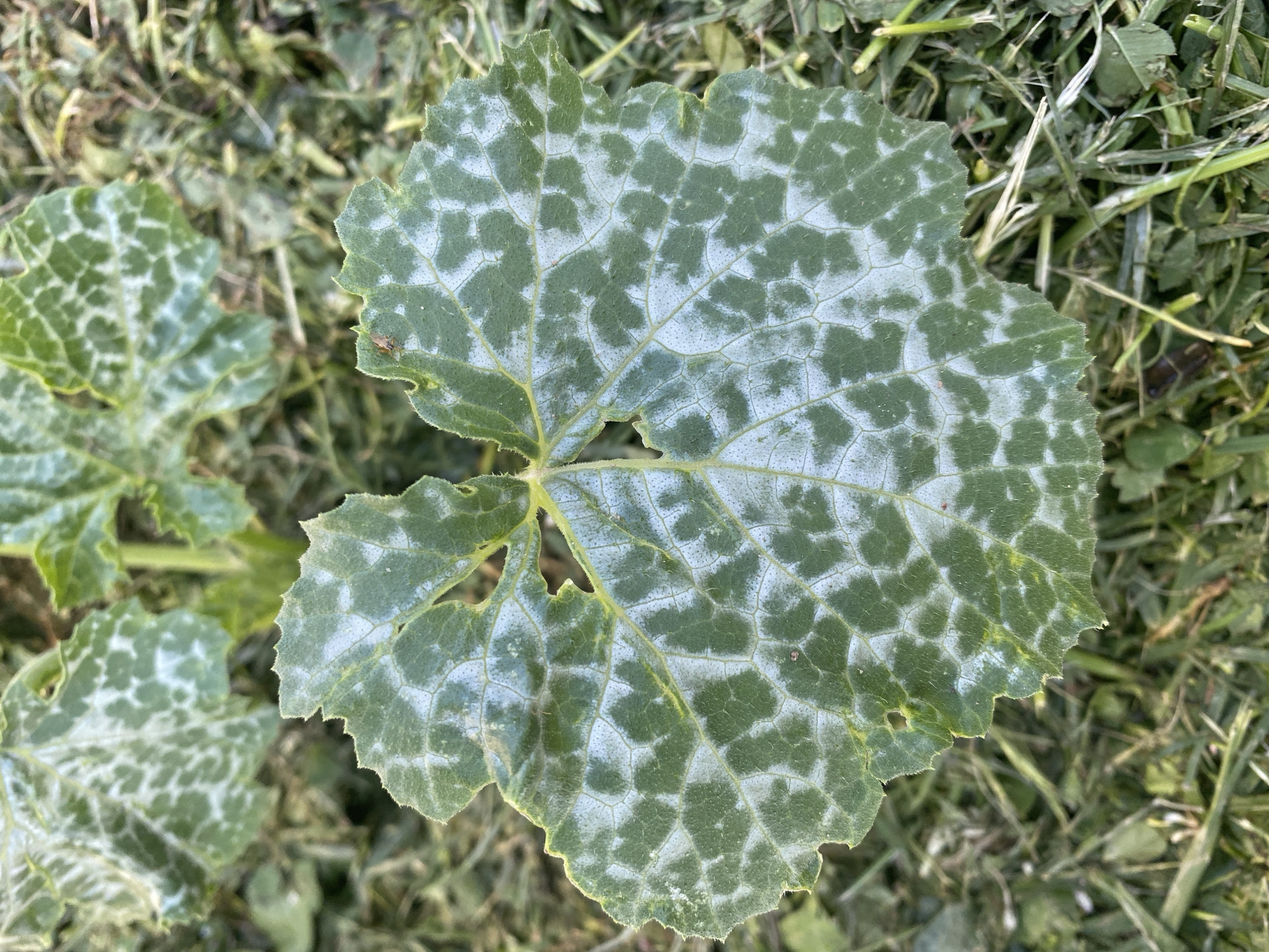 An overhead shot shows a large, heart-shaped green leaf with white spots and veins. The leaf is covered in a light dusting of white powder, creating a mottled pattern across its surface. The edges of the leaf are serrated and appear slightly damaged. The leaf is resting on a bed of dry, cut grass, with some green blades visible. In the background, another out-of-focus leaf can be seen, also exhibiting the white spotting. The lighting suggests it is daytime.