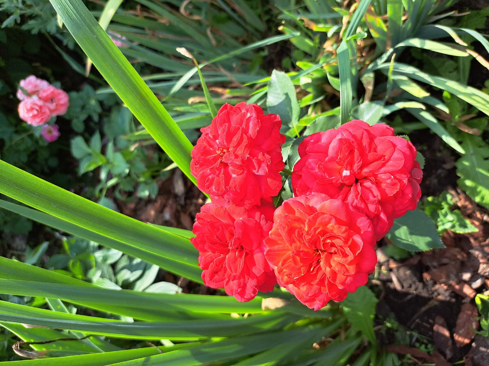 A cluster of four bright red roses is in focus in the foreground, nestled among tall, green, grass-like leaves. The roses are densely petaled and appear to be in full bloom. In the background, slightly out of focus, a small cluster of pink roses can be seen amidst lush green foliage. The ground beneath the roses is dark, appearing to be soil mixed with mulch. The overall scene suggests a garden setting, possibly in the city of Chernetsk, Russia, bathed in sunlight.