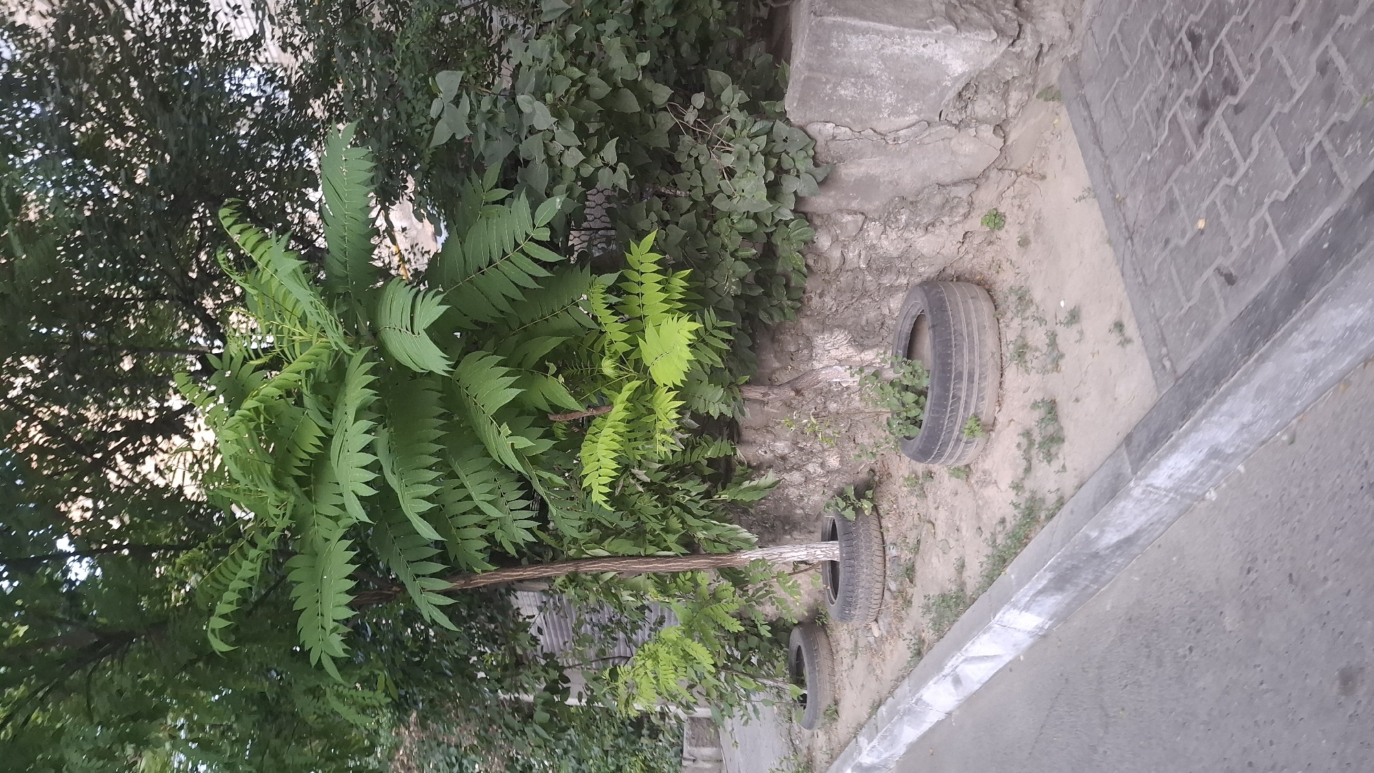 The image depicts a street scene in Shymkent, Kazakhstan, featuring a row of tires repurposed as planters for small trees and bushes. The tires are placed along a concrete curb and a rough stone wall, with sparse vegetation growing around them. In the background, mature trees with dense foliage provide shade, and parts of a building are visible. The ground is covered in a mixture of sand and small stones. The lighting suggests it is daytime, possibly late afternoon or early morning due to the soft shadows. There are no people or animals visible in the frame.