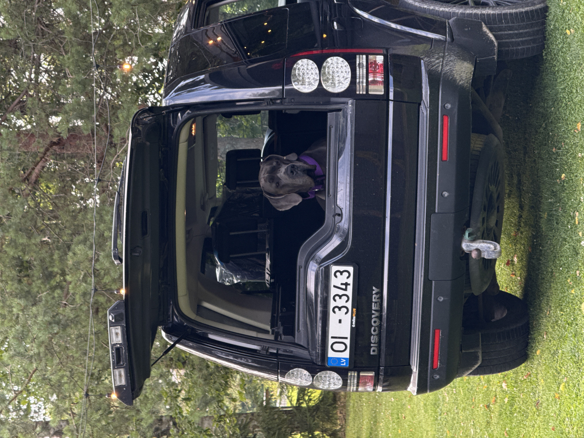 The image shows a black Land Rover Discovery parked on a grassy area, likely in Jaunbagumi, Latvia. The rear hatch of the vehicle is open, and a large gray Great Dane dog is sitting inside, looking out through the open rear window. The dog is wearing a purple collar. The car's license plate is visible and reads "OI - 3343" with "LV" indicating Latvia. String lights with illuminated bulbs are visible in the background, strung between trees. The environment appears to be outdoors, possibly a backyard or park, with trees and grass. There are some fallen leaves on the grass. The overall impression is a casual outdoor setting with a pet.