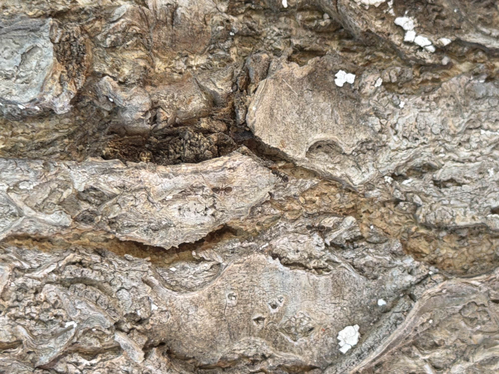 The image is a close-up, high-angle shot of tree bark. The bark is rough and textured, with deep crevices and ridges. The colors range from light gray to brown, with some areas appearing lighter due to lichen or other growths. There are at least two ants visible on the bark, one in the upper right quadrant and another near the center left. The scene is devoid of any specific urban context; it is a natural subject without identifiable landmarks or indications of Shymkent, Kazakhstan.