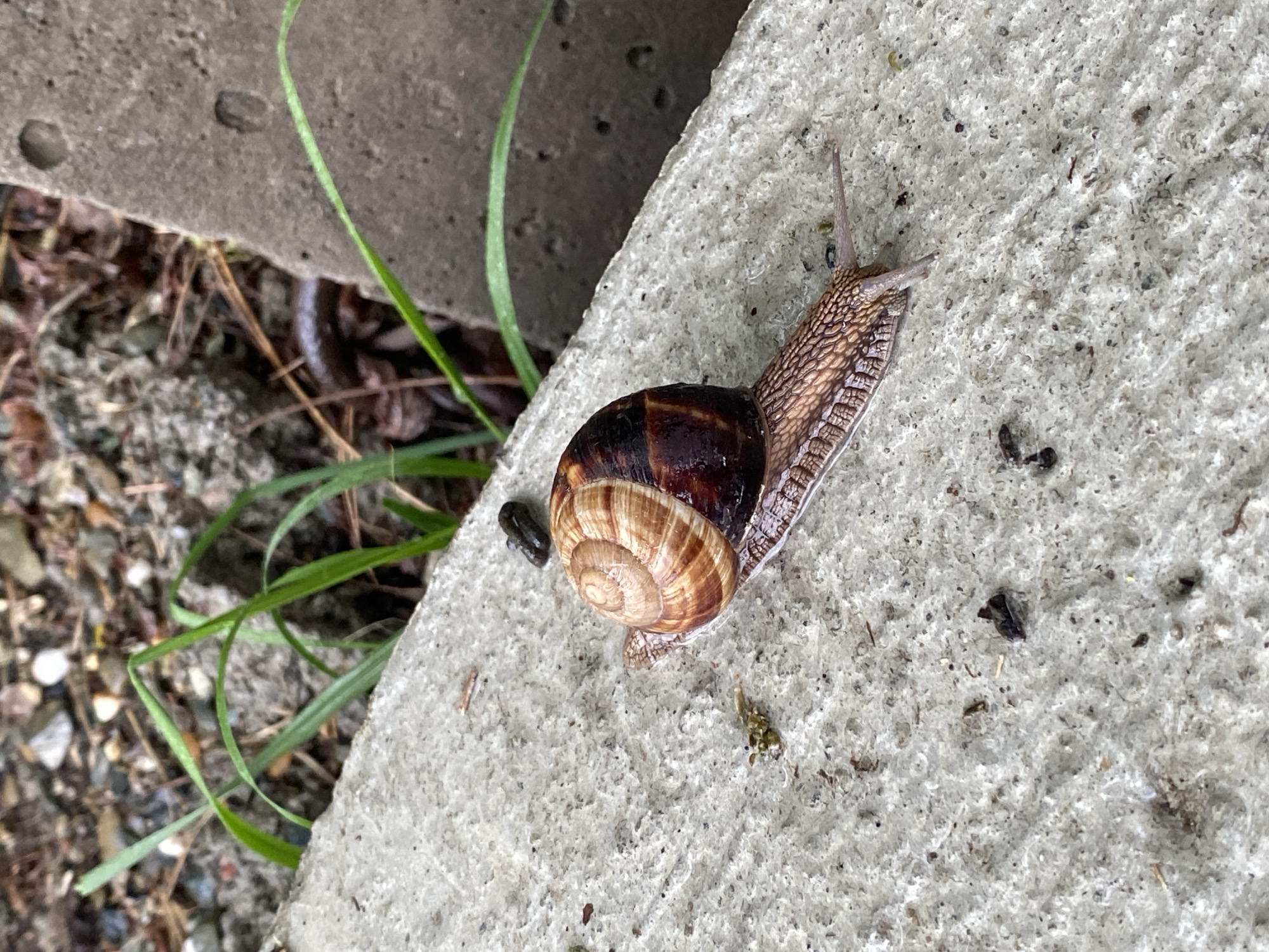 A snail is on a concrete surface. The snail has a brown and tan striped shell. Its body is a textured, pale brown. The surface appears to be the edge of a concrete block next to a patch of ground with grass. Debris and small stones are on the concrete surface. There is no indication that this image was taken in Sochi, Russia.