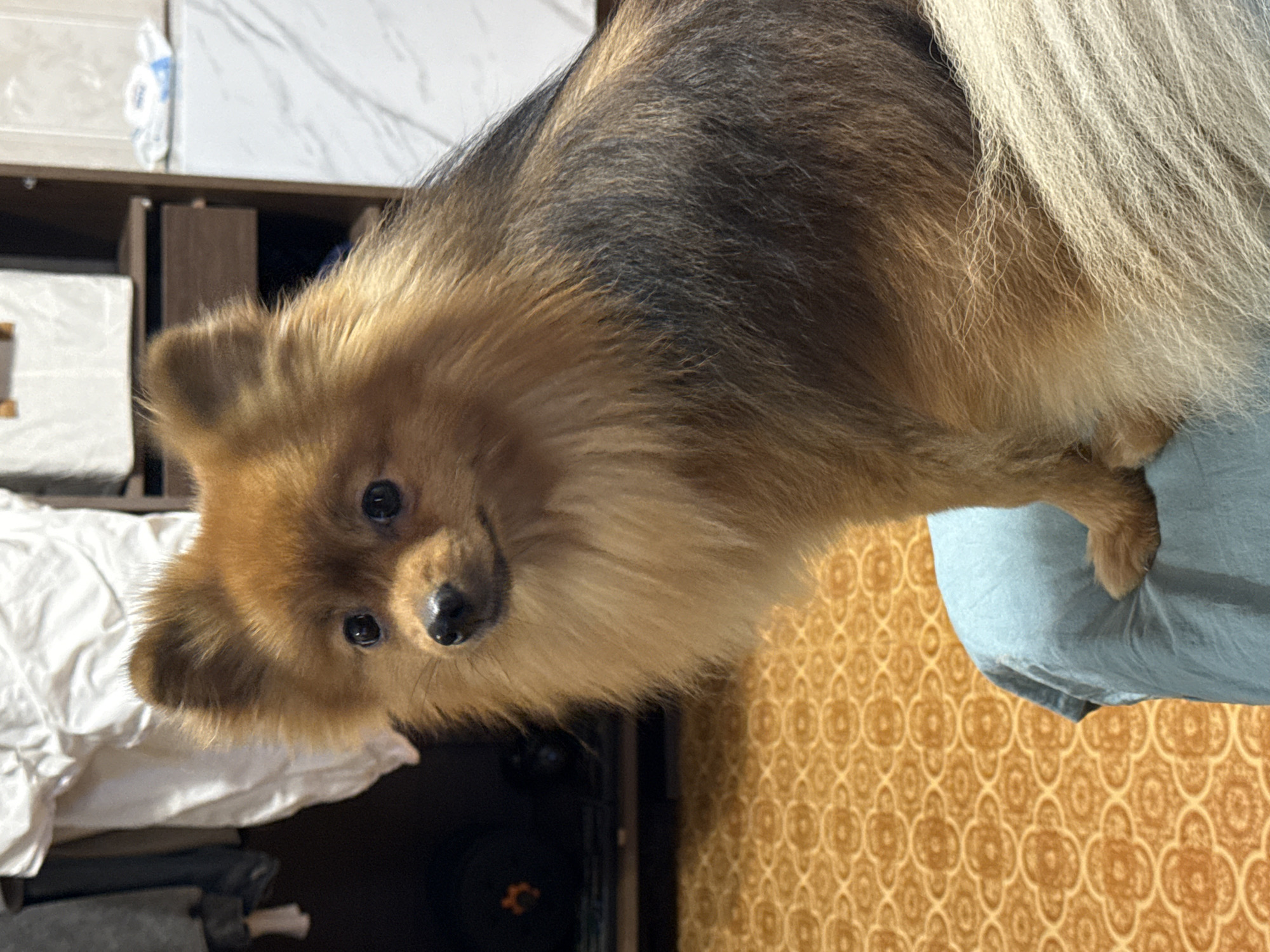 The image shows a medium shot of a Pomeranian dog sitting on a light blue fabric, likely a cushion or blanket. The dog has golden-brown fur with darker brown and black markings on its back. Its ears are perked up, and it is looking towards the viewer with dark, expressive eyes. The background is slightly blurred, but it appears to be an indoor setting. To the left of the dog, there are some clothes hanging, and further back, a shelf with boxes can be seen. The floor has a distinct orange patterned carpet. This scene is unlikely to be specifically located in Khimki, Russia, as there are no identifying landmarks or contextual clues to support such a specific location.