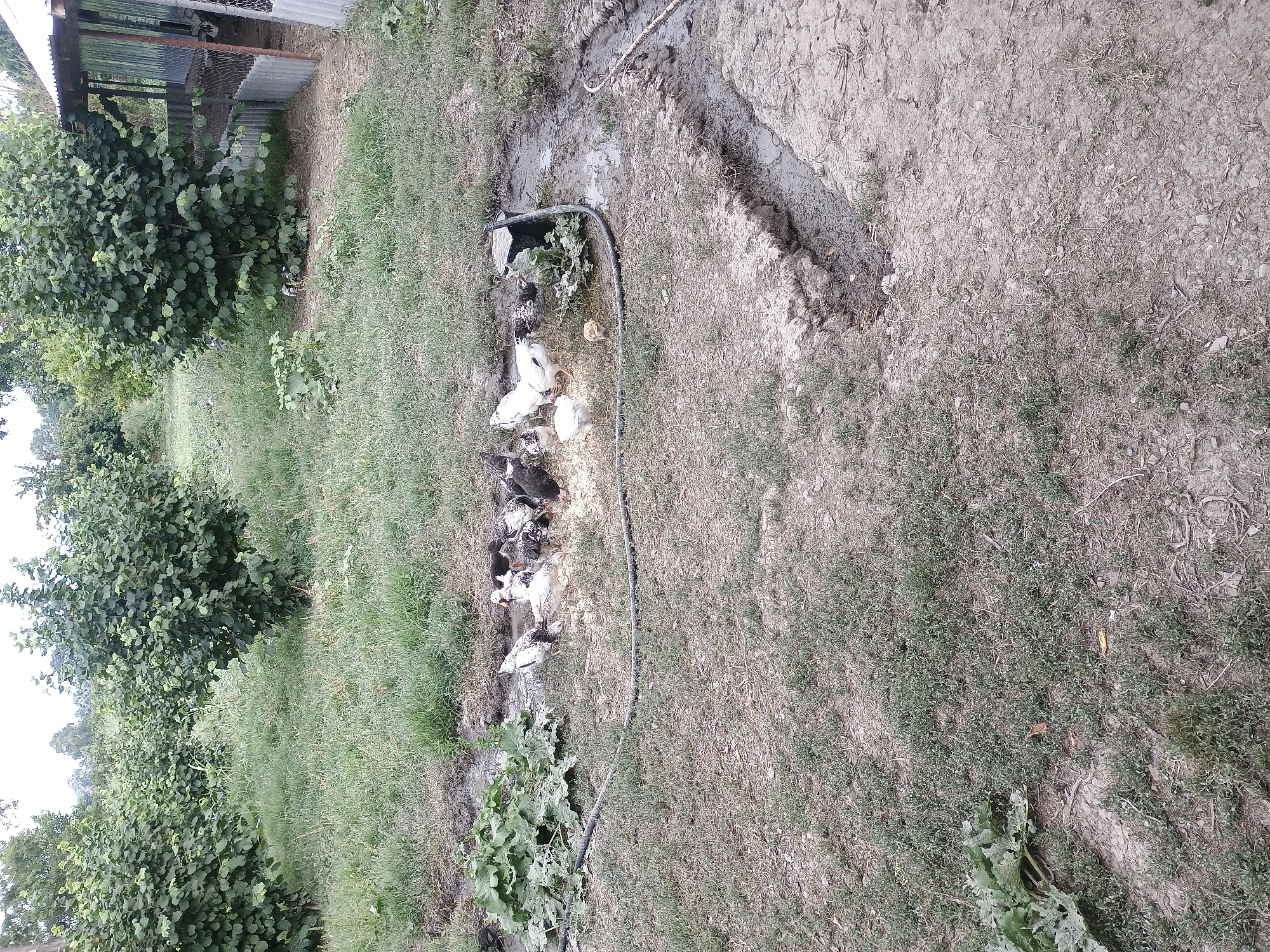The image depicts a rural outdoor scene, likely in the village of Duztahiroba, Azerbaijan, characterized by vegetation and a small enclosure. In the foreground, a patch of dry, brown earth is covered with sparse, low-lying green grass. To the left, a large, broad-leafed green plant emerges from the ground. A muddy area is visible, bordered by a black hose that extends across the frame.
In the center of the image, a flock of domestic fowl, including chickens and possibly ducks, are gathered around what appears to be a feeding trough or a patch of food in the muddy area. Among them, a small yellow chick is visible. The birds exhibit a variety of coloration, with some being predominantly white with black markings, and others being darker.
Further in the background, several large, leafy green bushes or small trees are prominent, with dense foliage. To the right, a simple structure with a corrugated metal roof is partially visible, adjacent to a fenced enclosure made of wire mesh and metal sheeting. This enclosure suggests the presence of livestock or a coop. The overall environment appears to be a farm or a homestead with agricultural elements. The lighting suggests it is daytime, with overcast or diffused sunlight.