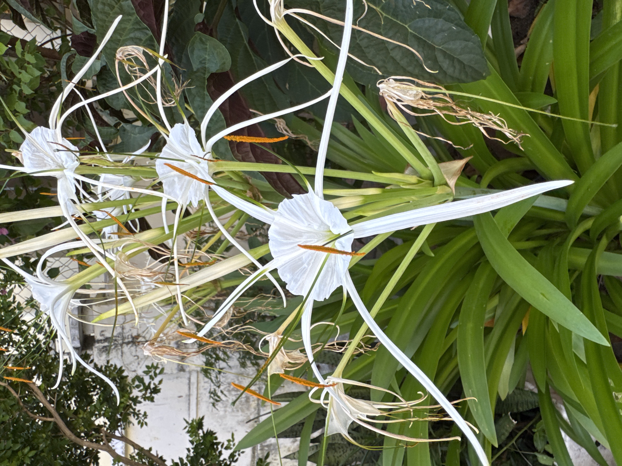 The image depicts a cluster of white spider lilies, identified as Hymenocallis littoralis, in bloom. The flowers feature delicate white petals that unfurl into thin, thread-like segments, with prominent orange stamens extending outwards. The lilies are situated amidst lush green foliage, and in the background, a textured white wall and dark green leaves are visible. The overall setting suggests a garden or natural outdoor environment, likely in a tropical or subtropical climate, consistent with Nha Trang Ward, Vietnam. There are no people or animals present in the image.