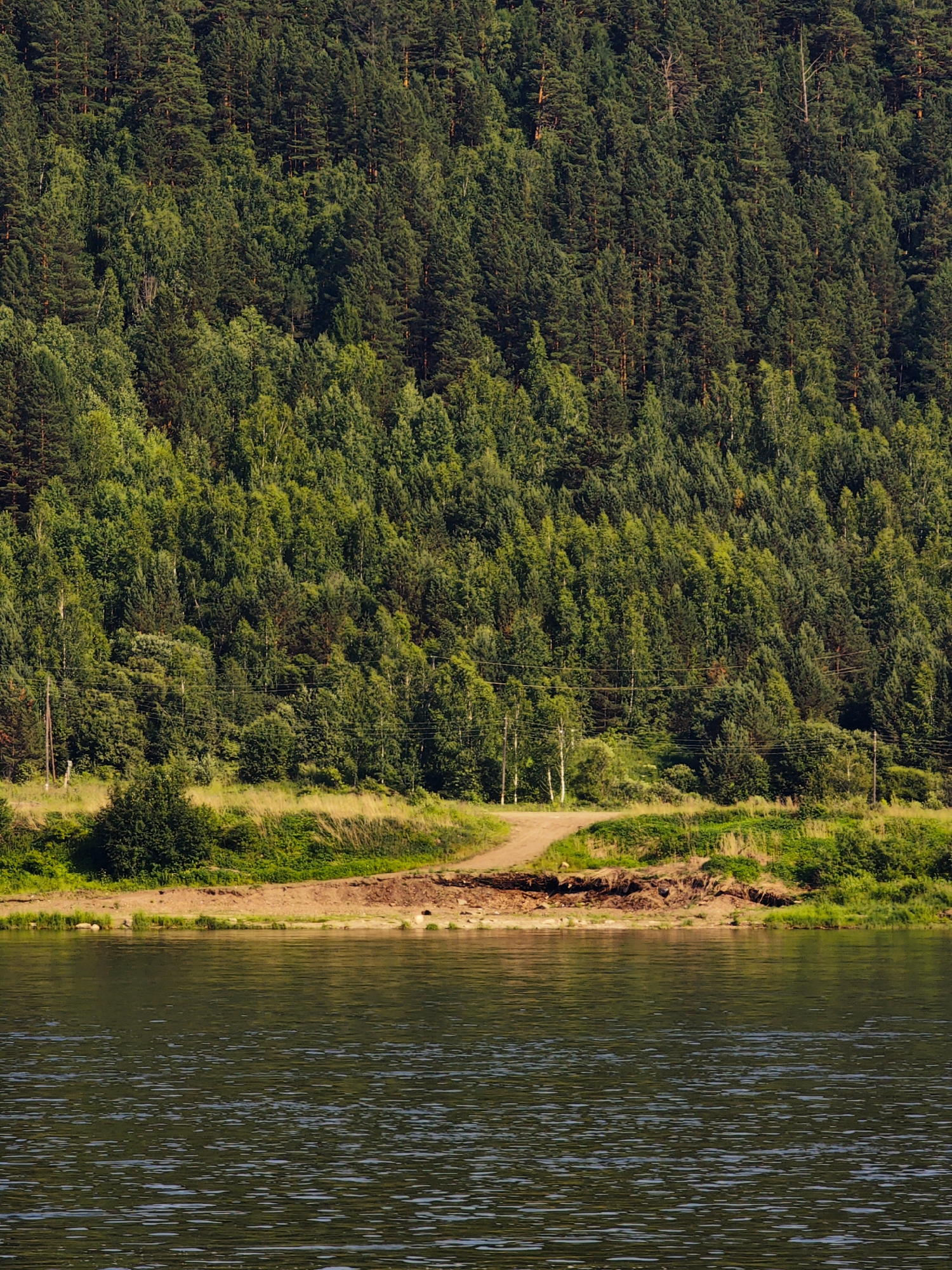 A wide, dark river occupies the foreground of the image, its surface rippled and reflecting the green of the surrounding landscape. The middle ground features a sandy bank leading to a gentle incline covered in lush green grass and some scattered trees. Further back, a dense forest dominates the scene, its trees forming a thick canopy that covers a hillside. The forest is a mix of coniferous and deciduous trees, with varying shades of green indicating different species and light conditions. A dirt path winds its way through the grassy bank, disappearing into the trees. There are power lines and poles visible, suggesting the presence of human infrastructure near the natural environment. The image appears to be taken from a boat or the opposite bank of the river, looking towards the wooded hillside. The location is the Yenisei River near Predivinsk, Krasnoyarsk Krai, Russia.