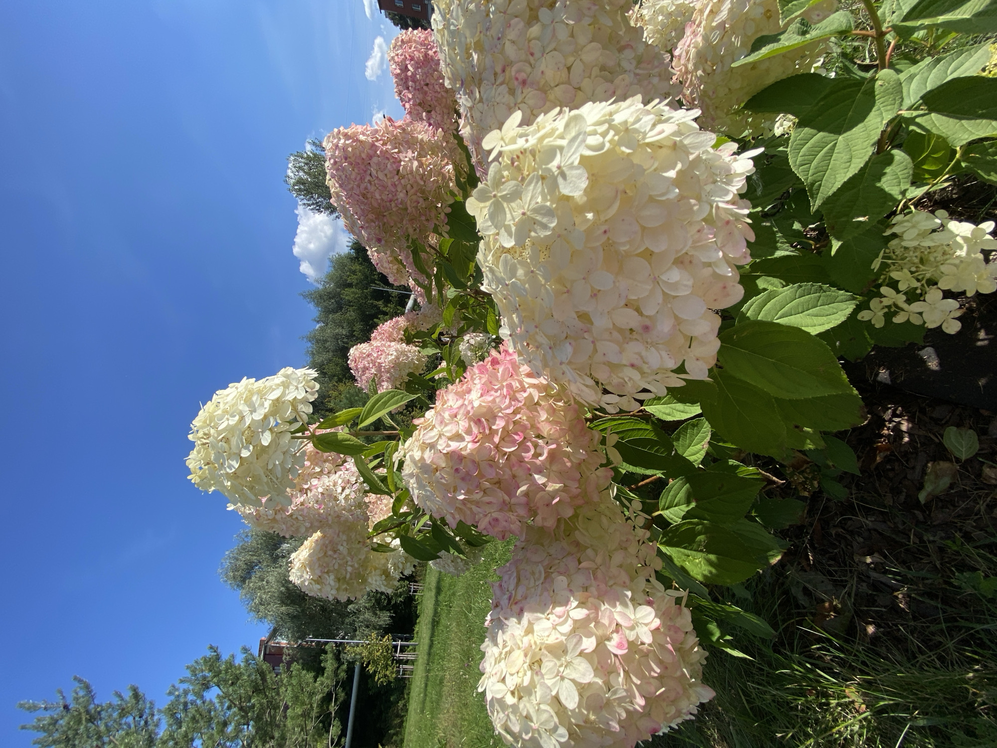 A low-angle, close-up shot captures a cluster of large, cone-shaped hydrangeas in various stages of bloom and color, ranging from creamy white to soft pink. The flowers are the primary focus, with their delicate petals and textured blooms dominating the foreground. Behind the hydrangeas, lush green foliage and grass create a natural setting. In the background, a line of trees with diverse leaf textures stretches across the scene, suggesting a park or garden area. A glimpse of a red-brick building is visible through the trees on the left, hinting at urban proximity. The sky above is a clear, bright blue with a few wispy white clouds, indicating fair weather. The lighting suggests a sunny day, casting dappled shadows on the flowers and ground. The overall impression is one of a vibrant, natural display in a well-maintained outdoor space. The location of this scene is Votkinsk, Russia.