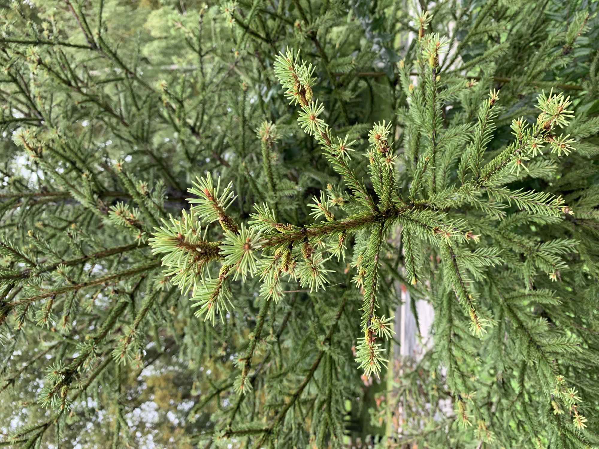 The image is a close-up, eye-level, vertical shot of the needles and branches of a spruce tree. The needles are a vibrant green with some lighter green tips, suggesting new growth. The branches are a mix of brown and green, with some appearing fuzzy. The background is softly blurred, showing more of the tree and hints of other trees and a hint of a paved surface, suggesting an outdoor, possibly park-like setting within the city of Prokopyevsk, Russia. There are no people or animals visible in the image. The lighting is overcast, with no strong shadows.