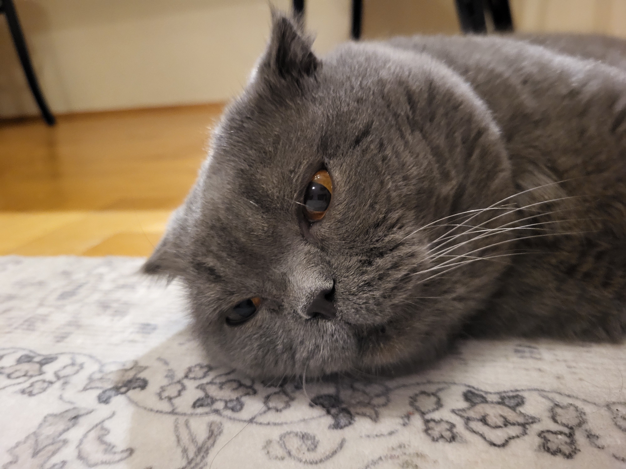 A close-up, eye-level shot shows a fluffy, grey British Shorthair cat lying on a patterned rug. The cat's head is tilted to its right, with its body extending out of frame to the right. Its amber eyes are looking forward and slightly upwards. The cat's left ear is visible and appears to be folded. The background is out of focus, showing a wooden floor and the legs of dark furniture. The lighting is soft and natural.