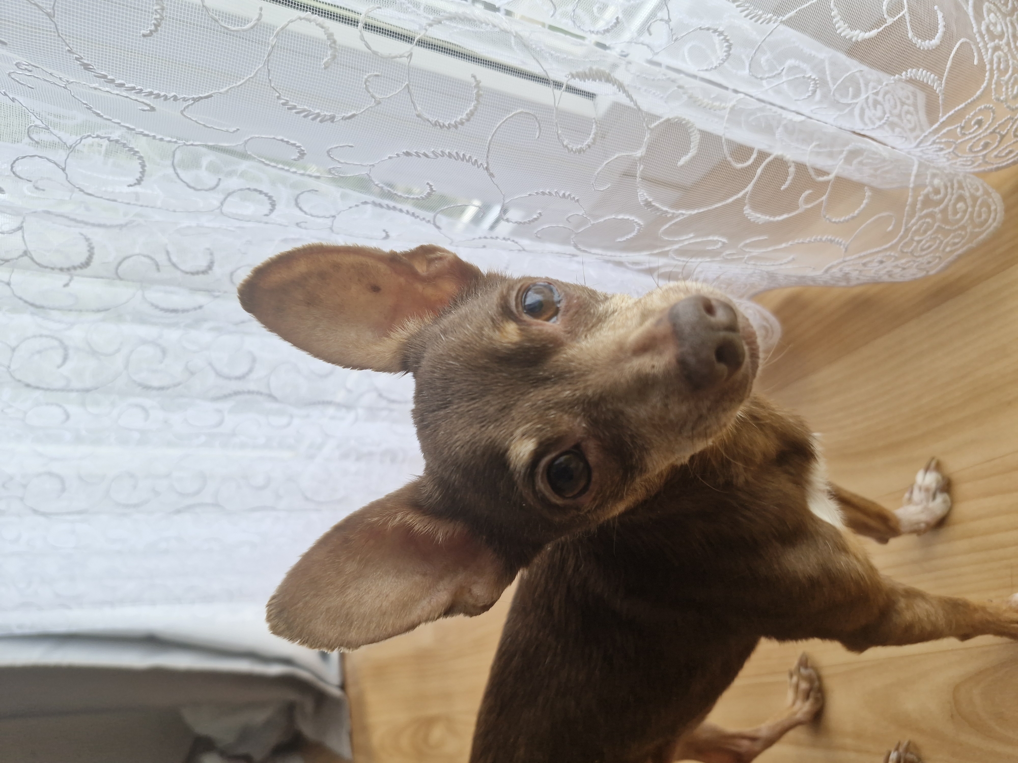A small, brown Chihuahua-type dog with large ears stands on a light brown wooden floor, looking towards the viewer. The dog's body is mostly in the left half of the frame, with its head turned to face the camera. To the right of the dog is a sheer white lace curtain, with a window behind it that appears to be letting in natural light. The background is out of focus, but suggests an indoor setting. The location is identified as Марковский, Russia.