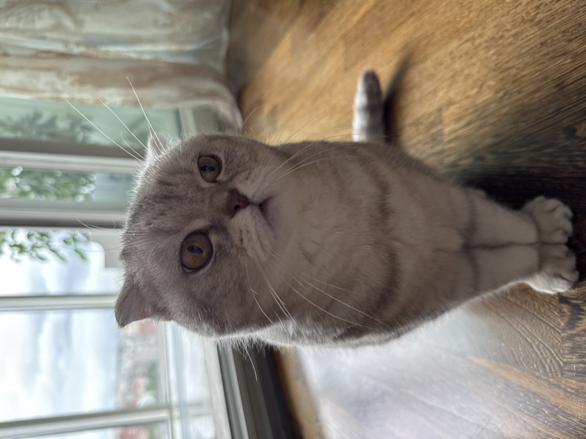 A light gray and tan Scottish Fold cat is lying on a light brown wood floor. The cat is facing the camera with a curious expression, its ears are folded down. Behind the cat, a window shows a view of a city with buildings. Based on the architecture, window style, and light quality, it is likely that the city is Saint Petersburg, Russia. The foreground is in focus while the background is slightly blurred.