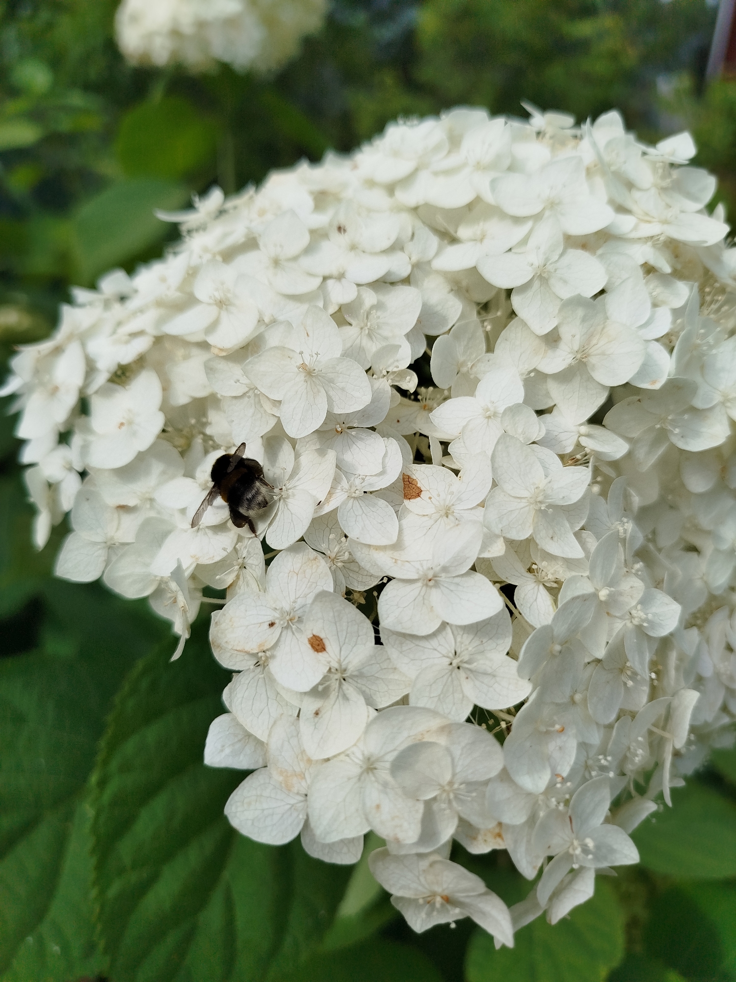 A close-up, eye-level shot captures a bumblebee on a cluster of white hydrangea flowers. The bee, primarily black with yellow stripes, is positioned on the center-left of the frame, its wings slightly open. The hydrangea blooms are numerous and tightly packed, forming a dense, frothy mass of petals. Some petals show a slight browning or blemish. The background consists of out-of-focus green foliage, suggesting an outdoor setting. The image was taken in Chkalovskoye SNT, Russia.