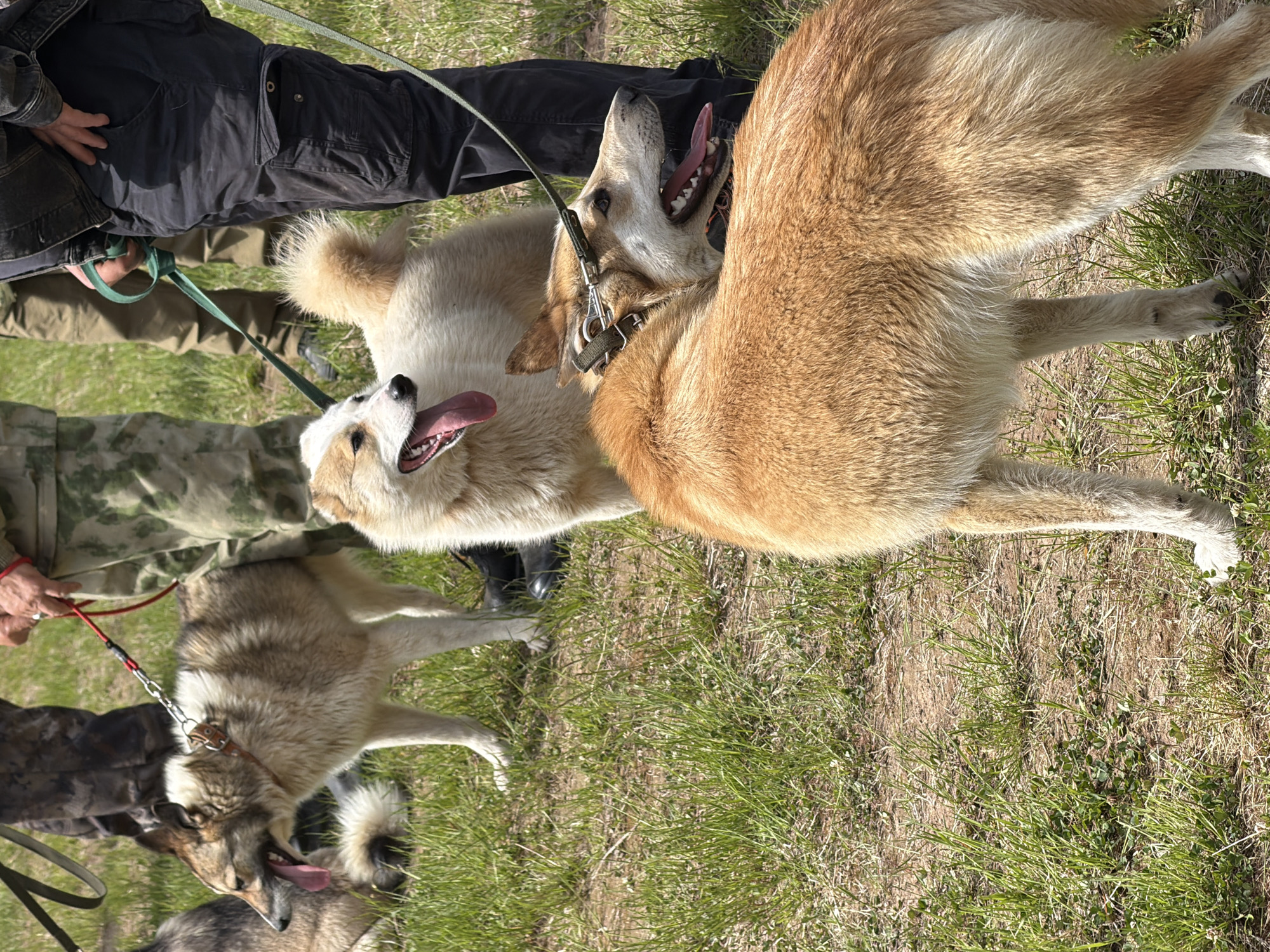 The image, taken outdoors in Chaikovsky, Russia, depicts a group of four dogs on leashes with two individuals. The ground is covered with grass. One individual wears black pants and a black jacket. The other wears camouflage pants. One of the dogs has tan fur. Another has white fur. The other two dogs appear similar in coloring. The dogs have their tongues out.