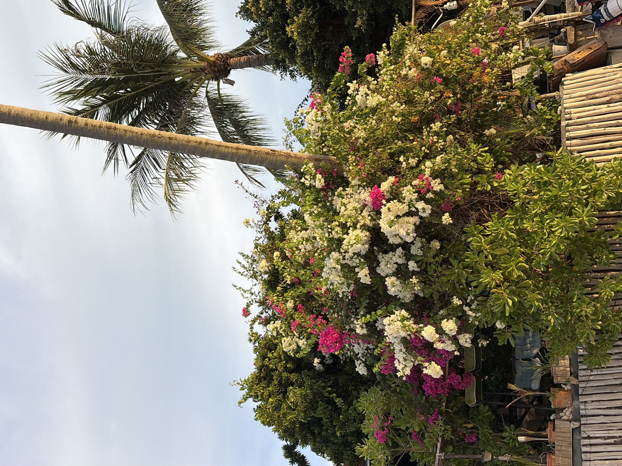 In Baan Tai, Thailand, a vibrant bougainvillea bush overflows with pink and white flowers, contrasting with the lush green foliage surrounding it. Two tall palm trees stand prominently against a pale blue sky, one with a thick, rough trunk and the other with feathery fronds. In the background, a wooden fence made of vertical logs creates a rustic barrier, hinting at a coastal or tropical setting. The scene is illuminated by warm, natural light, suggesting either early morning or late afternoon.