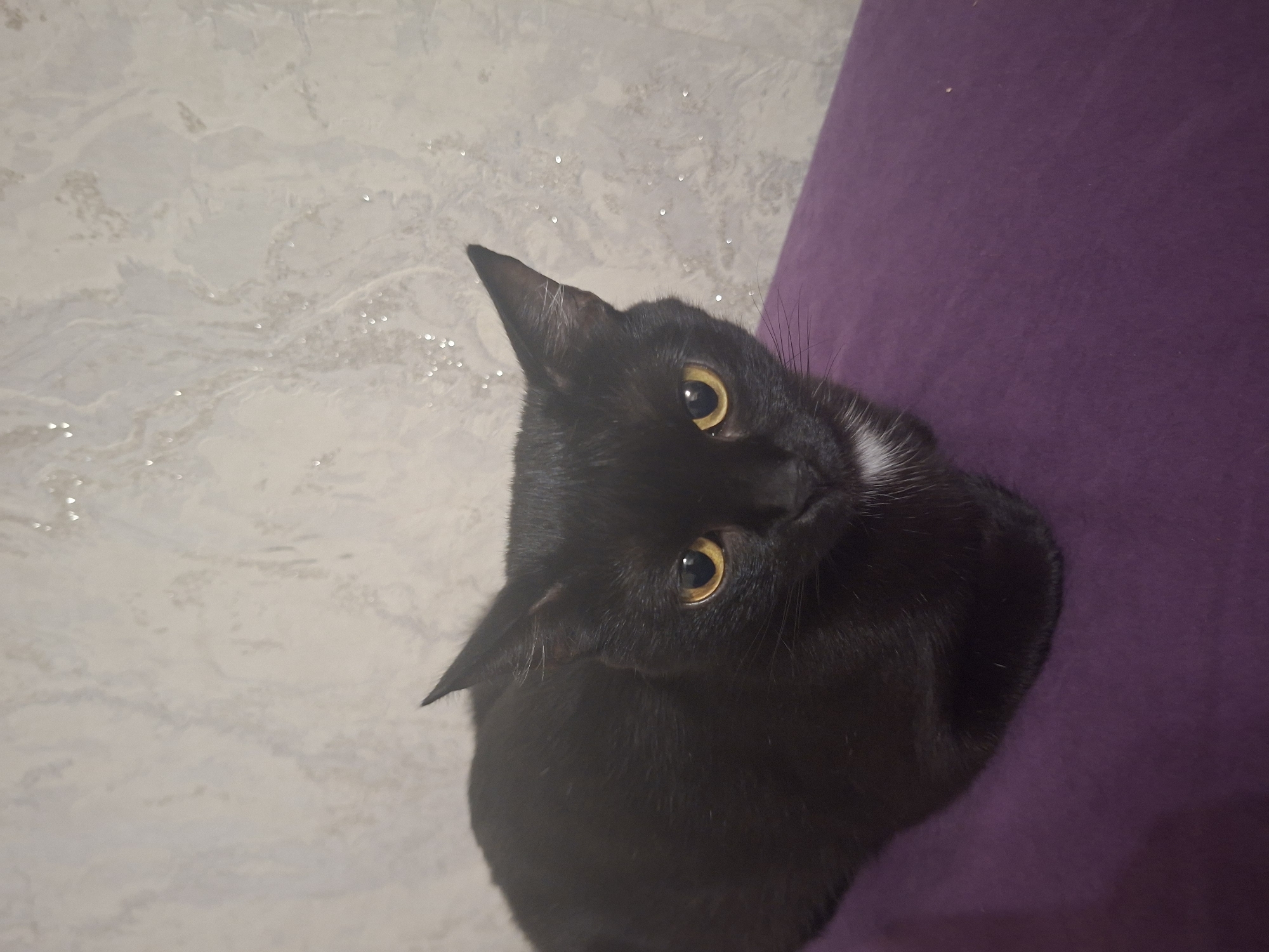 This media file features a close-up, high-angle shot of a black cat. The cat has bright yellow eyes and a small white patch on its chest. It is looking upwards, seemingly at the camera. The cat is positioned on a textured surface that appears to be a purple fabric, possibly a couch or cushion. To the left of the cat, the background is a light-colored, possibly tiled or marbled surface with some sparkling elements, suggesting a room interior. The lighting appears to be artificial, casting soft shadows and highlighting the cat's fur and eyes. The overall mood is calm and intimate, focusing on the feline subject. There is no visible text in the image. The location context provided is Prokudskoye, Russia, but there are no specific visual cues within the image to confirm this.