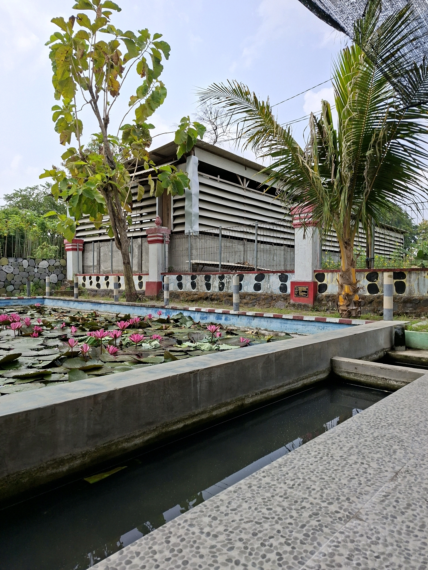 The image depicts an outdoor scene with a pond filled with water lilies, a building with louvred walls, and trees. The pond is rectangular and lined with concrete. The water lilies are predominantly pink and are floating on the surface of the water. A palm tree and another leafy tree are visible in the foreground and midground, respectively. The building in the background is long and appears to be constructed with horizontally arranged louvres. There are decorative elements on the walls, including red and white stripes, and black circular patterns. A stone wall is also present on the left side of the image. The ground is paved with small, grey pebbles. The sky is visible in the upper portion of the image and appears cloudy. The scene is likely located in a tropical or subtropical climate, given the presence of palm trees and lush vegetation. Based on the architectural style and vegetation, this could be a botanical garden, a zoo, or a recreational area in Blitar, Indonesia.