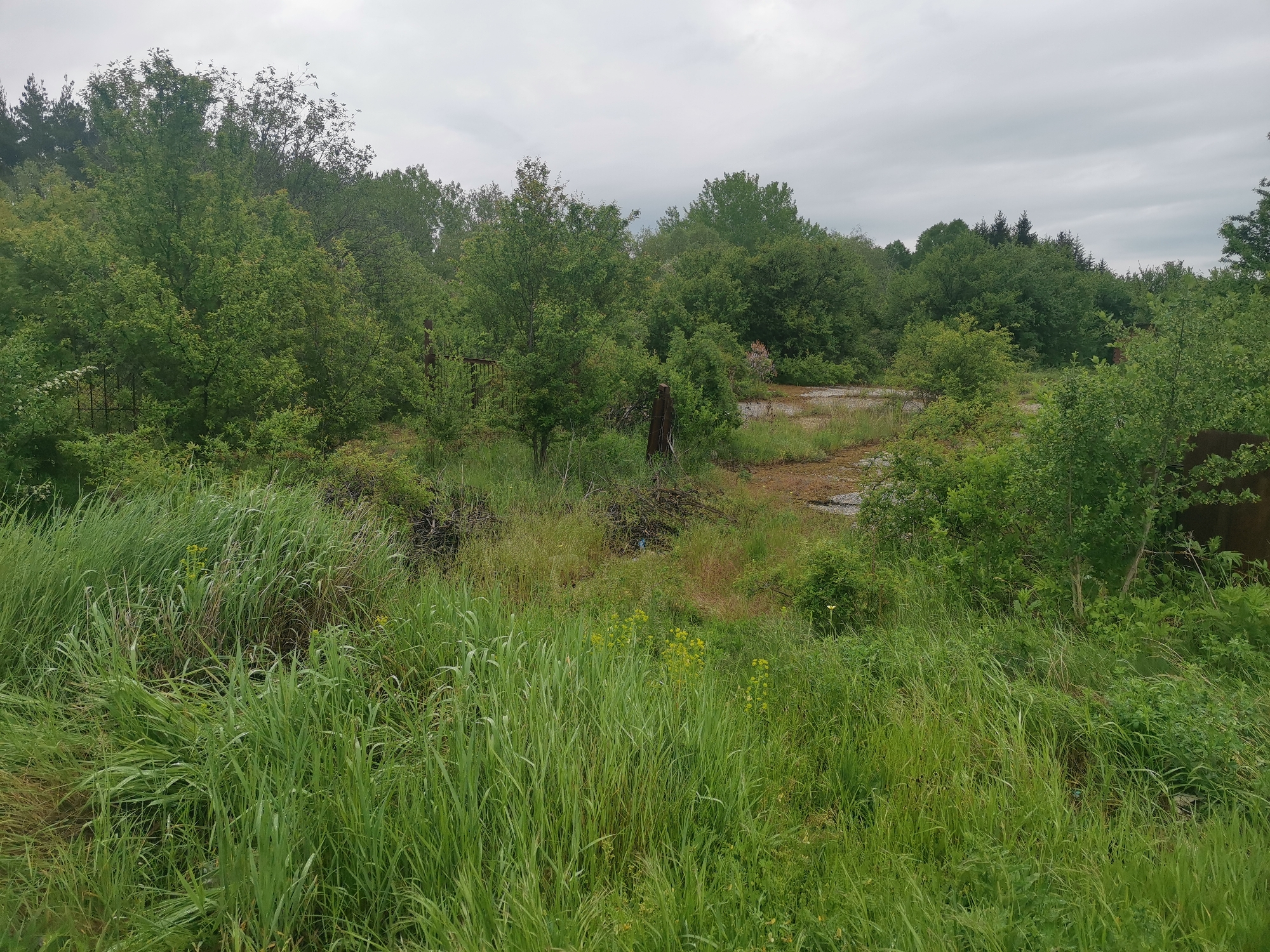 The image depicts an overgrown area with tall green grass in the foreground, partially obscuring a landscape of trees and bushes. In the background, a section of paved or concrete ground is visible, suggesting a previously developed area that has been reclaimed by nature. A cloudy sky is overhead. The image provides no information to confirm it is in the city of Verinsko, Bulgaria, or any specific details about people, subjects, objects, actions, or interactions. The environment consists of a mix of managed and unmanaged vegetation encroaching on what appears to be an abandoned or neglected space.