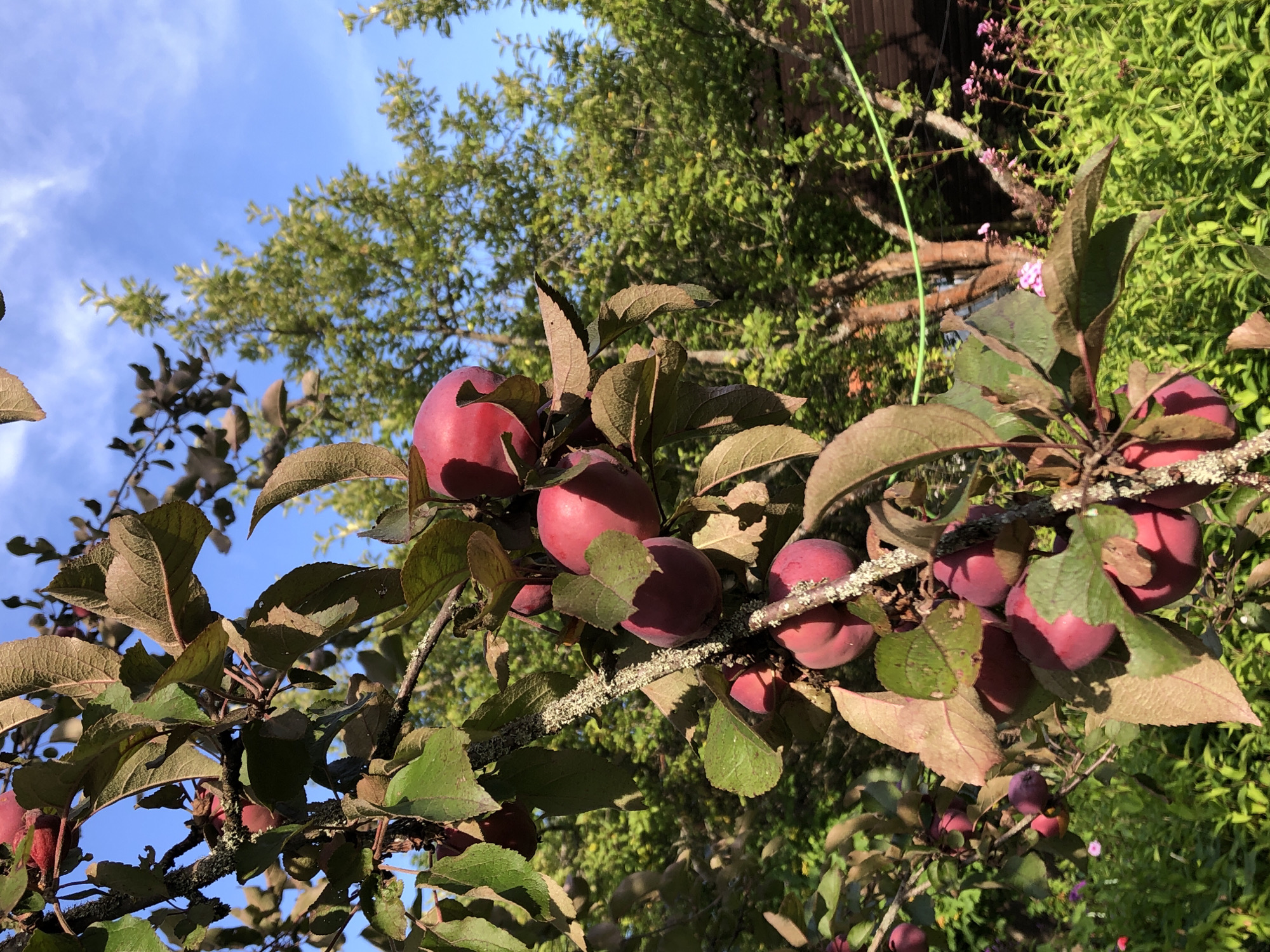 A cluster of ripe, red plums hangs from a tree branch in the SNT Krasnaya Presnya, Russia. The plums are round and have a smooth, slightly dusty skin. They are clustered together, with some of them partially obscured by the leaves of the tree. The leaves are a mix of green and a reddish-brown, with some showing signs of dryness. The tree branch is gnarled and covered in lichen. In the background, lush green foliage and trees are visible under a bright blue sky with scattered white clouds. A hint of a wooden structure or fence can be seen in the far background, along with some small pink flowers. The sunlight suggests it is daytime, likely late afternoon.