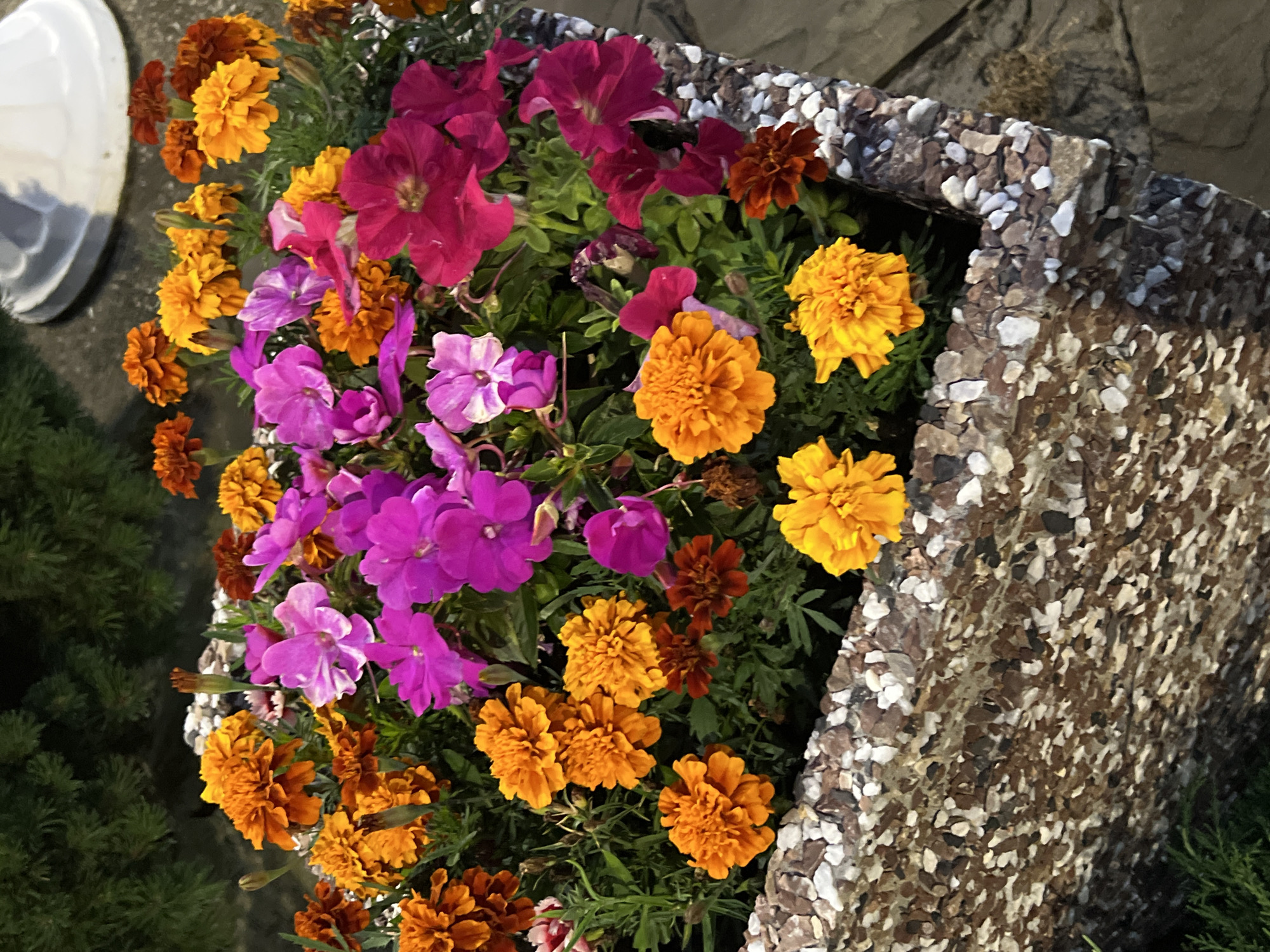 The image depicts a close-up view of a flower box filled with vibrant orange, yellow, and pink flowers. The flower box itself is constructed from concrete and decorated with small, embedded pebbles of various colors. In the background, dark green foliage from a pine tree is visible, along with a white rounded object that appears to be a lamp or decorative garden feature. The ground beneath the flower box is paved with irregular stone tiles. There are no people or animals present in the image. The scene is likely a garden or outdoor public space in the city of Krasnodar, Russia, given the context provided.
