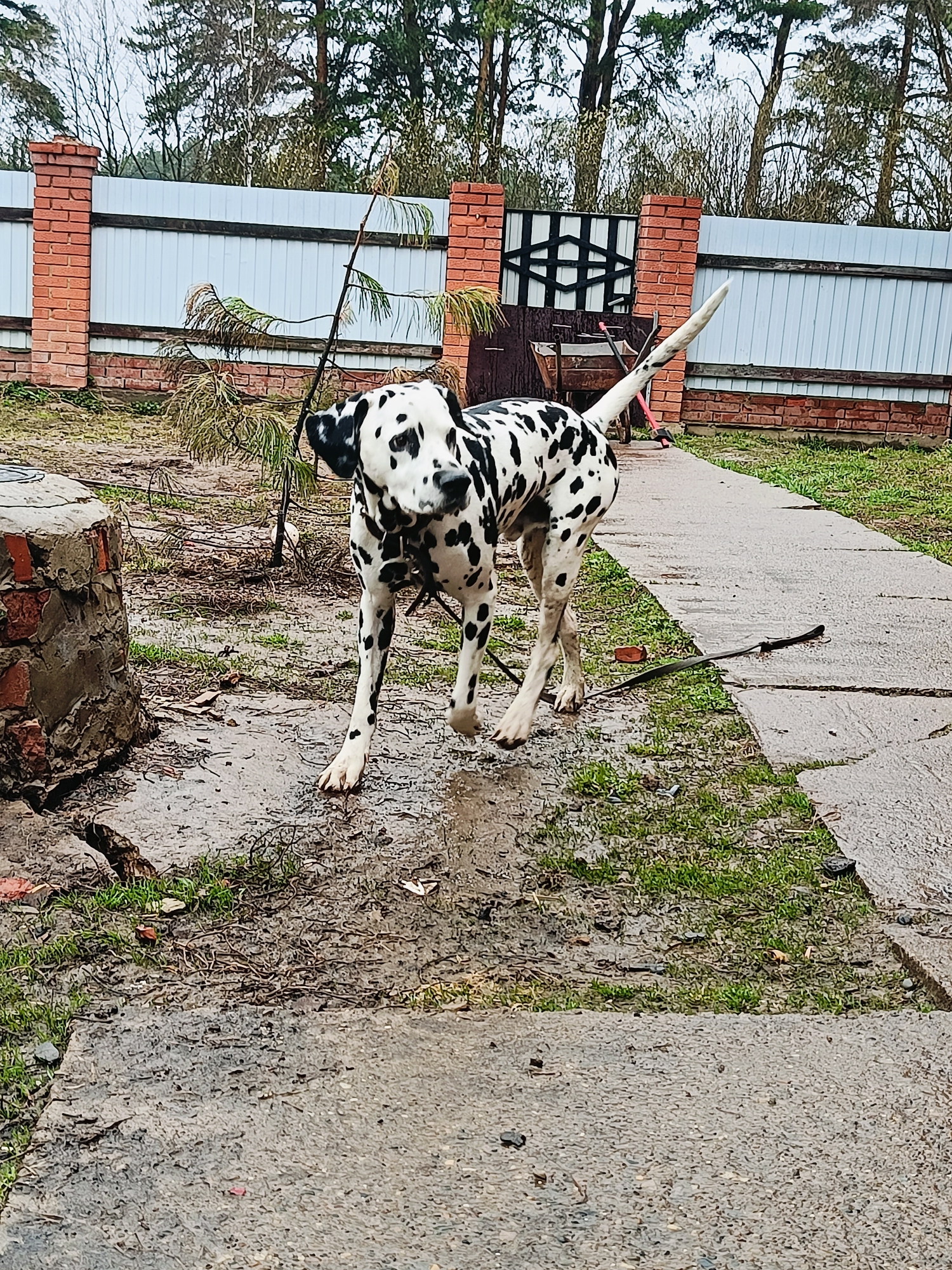 A black and white Dalmatian dog, with distinct spots, stands on a wet, unpaved pathway in an outdoor setting. The dog is positioned in the foreground, facing slightly towards the viewer with its head turned to the right. It wears a collar, and a dark leash trails from its neck, lying along the wet ground next to its rear legs.
The scene depicts a yard or garden area, featuring a concrete path that appears slick and damp, suggesting recent rain. Surrounding the path are patches of sparse grass and muddy earth, strewn with fallen leaves, twigs, and other natural debris. In the left foreground, a rough-textured brick and concrete pillar or base stands prominently.
The background is dominated by a fence constructed from red brick pillars and light-colored corrugated metal panels. Towards the left side of the fence, a decorative black metal gate is partially visible, with a wheelbarrow leaning against the fence nearby. Beyond the fence, a mix of bare deciduous trees and green coniferous trees rise against an overcast sky. The lighting is diffused and flat, consistent with a cloudy day. The overall impression is one of a slightly untidy, rural or semi-rural outdoor space after rainfall. No people are visible, and there is no discernible text in the image. The location context is Rusalevka, Russia.