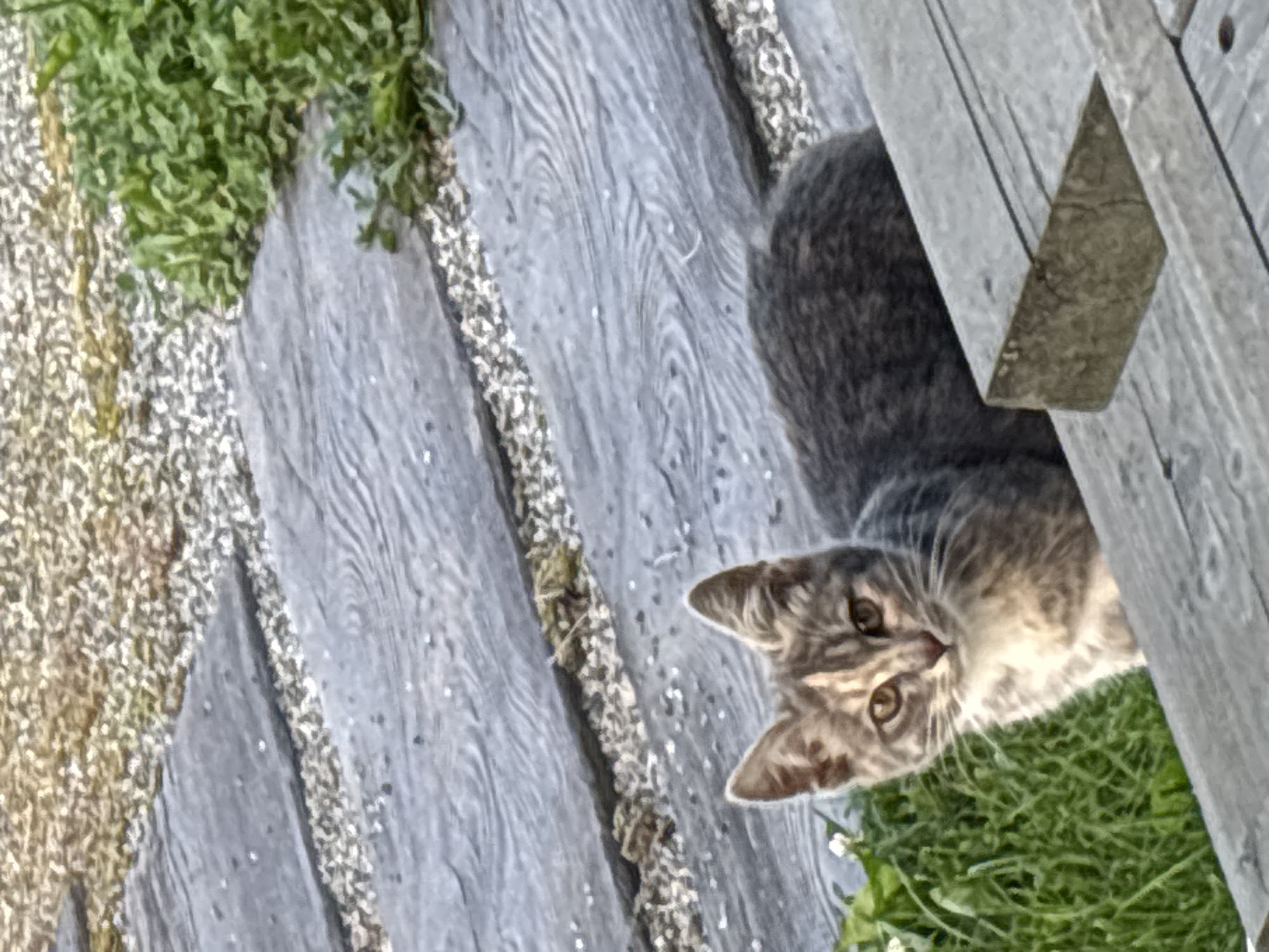 A calico kitten with tabby markings sits on a wooden walkway in Zvenigorod, Russia. The kitten is facing the viewer and appears to be looking forward. Its fur is a mix of gray, white, and orange. The walkway is made of gray wooden planks, and there is gravel and green vegetation on either side. In the background, more gravel and vegetation are visible. The overall scene is outdoors and appears to be in a garden or park.