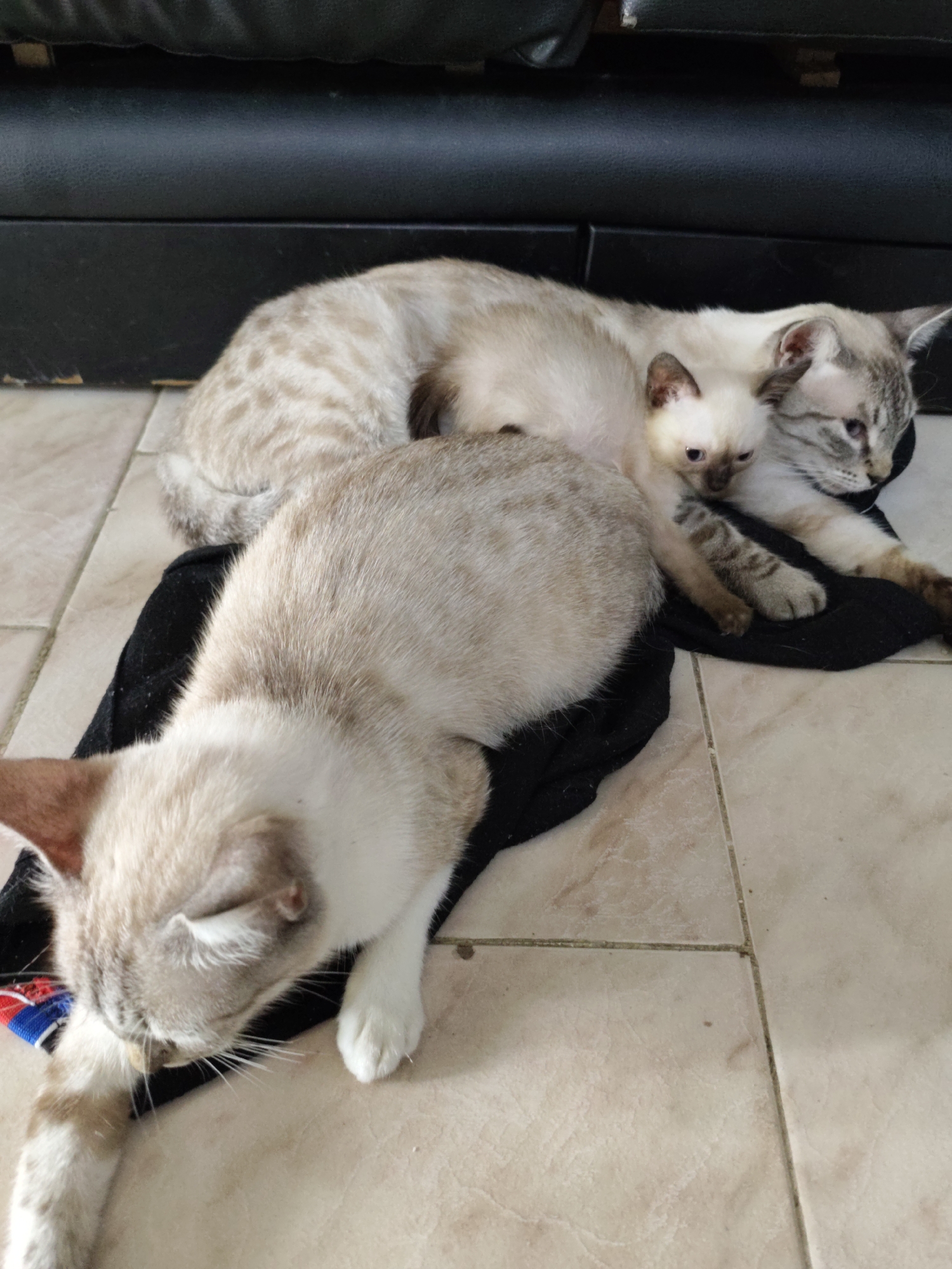 In Piloncito, Venezuela, two cats, one adult and one kitten, are resting on a black piece of fabric placed on a tiled floor. The adult cat is lying down with its body stretched out, while the kitten is nestled against the adult cat's side. Both cats have light-colored fur with tabby markings. The background shows a dark, possibly leather, surface, likely part of a couch or furniture. The lighting suggests an indoor environment.