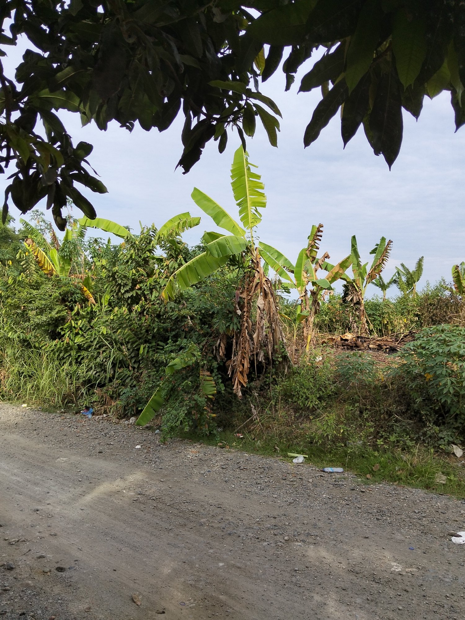 The image depicts a dirt road in Payagaboh, Indonesia, bordered by lush vegetation, including banana trees and other dense foliage. The road surface is composed of gravel and soil, with some scattered debris visible along the edges. The sky is overcast, suggesting a cloudy day. The scene appears to be a rural or semi-rural area, with no people or structures immediately apparent. The overall impression is one of natural abundance juxtaposed with some signs of human presence in the form of discarded items on the roadside.
