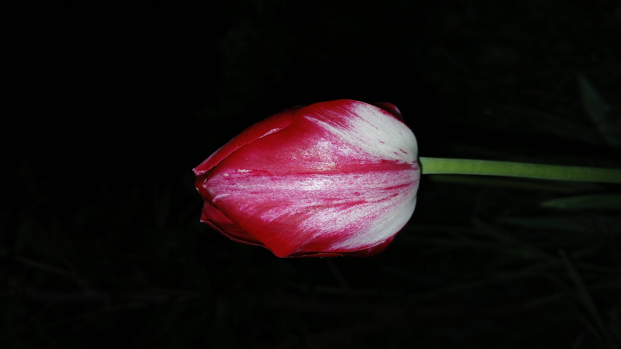 A single red and white tulip is in focus against a black background. The tulip is closed, with a green stem visible on the right side. The light source illuminates the tulip. The location is Unknown, Unknown.