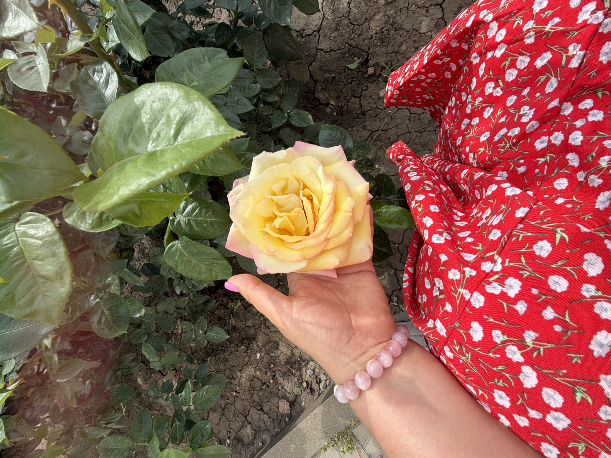 A person is holding a yellow rose in a garden. The rose has light pink edges. The person is wearing a red dress with a white floral pattern and a pink beaded bracelet. The background shows green foliage, dry cracked soil, and a concrete border. The location is Leningradskaya, Russia.