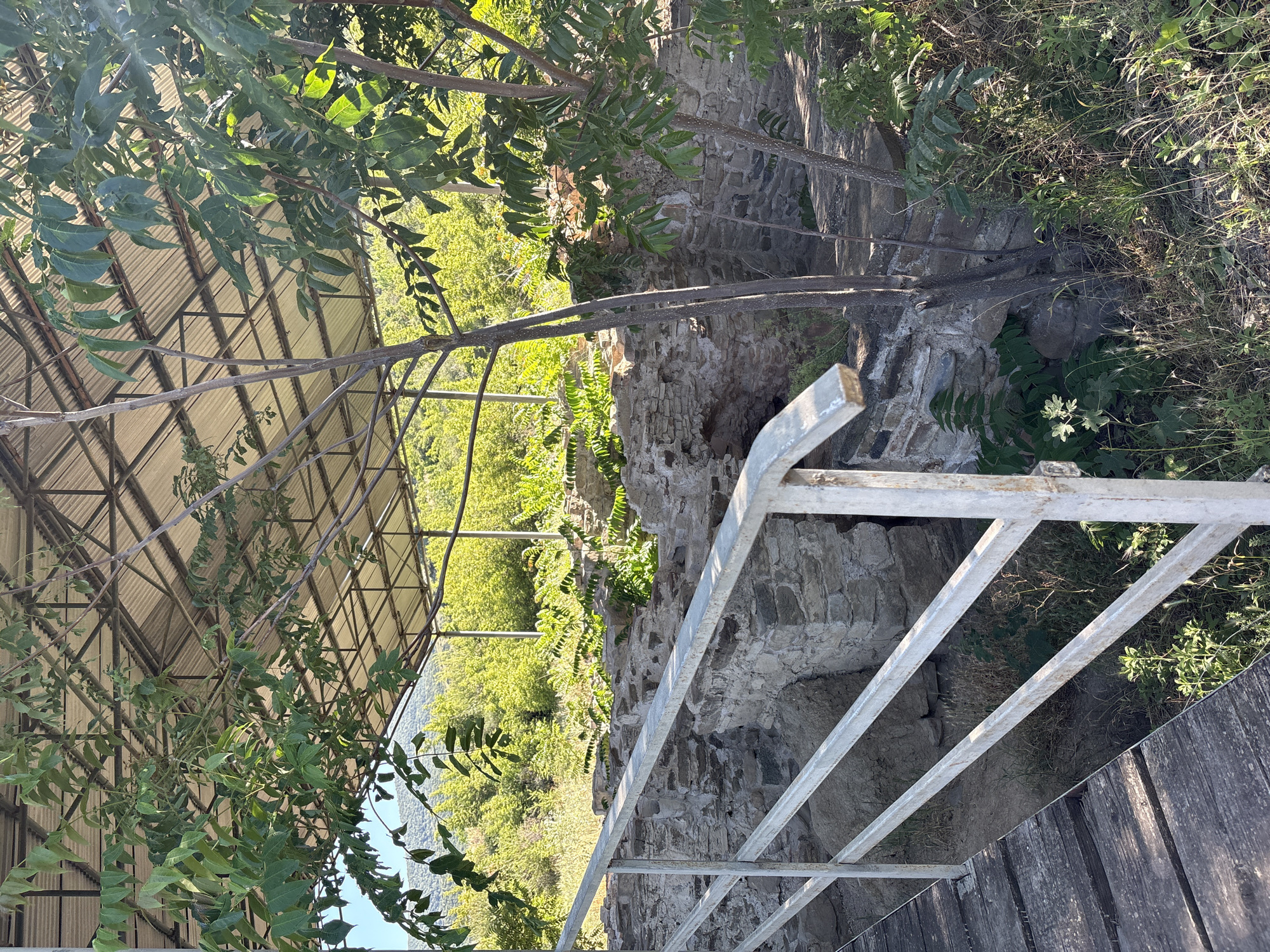 The image depicts the archaeological site of an ancient structure in Mtskheta, Georgia, likely part of a historical complex. In the foreground, a wooden walkway with a weathered surface is visible, leading to a white metal railing. Beyond the railing, the remains of stone walls, forming an excavated area with an arched opening, are present. The ruins are partially covered by a metal canopy structure with a corrugated roof, supported by metal poles. Lush green foliage, including trees with dark bark and numerous leaves, surrounds the site, with a backdrop of distant green hills under a clear blue sky. The scene is bathed in sunlight, casting shadows and highlighting the textures of the stone, wood, and vegetation. There are no people or animals visible in the image.
