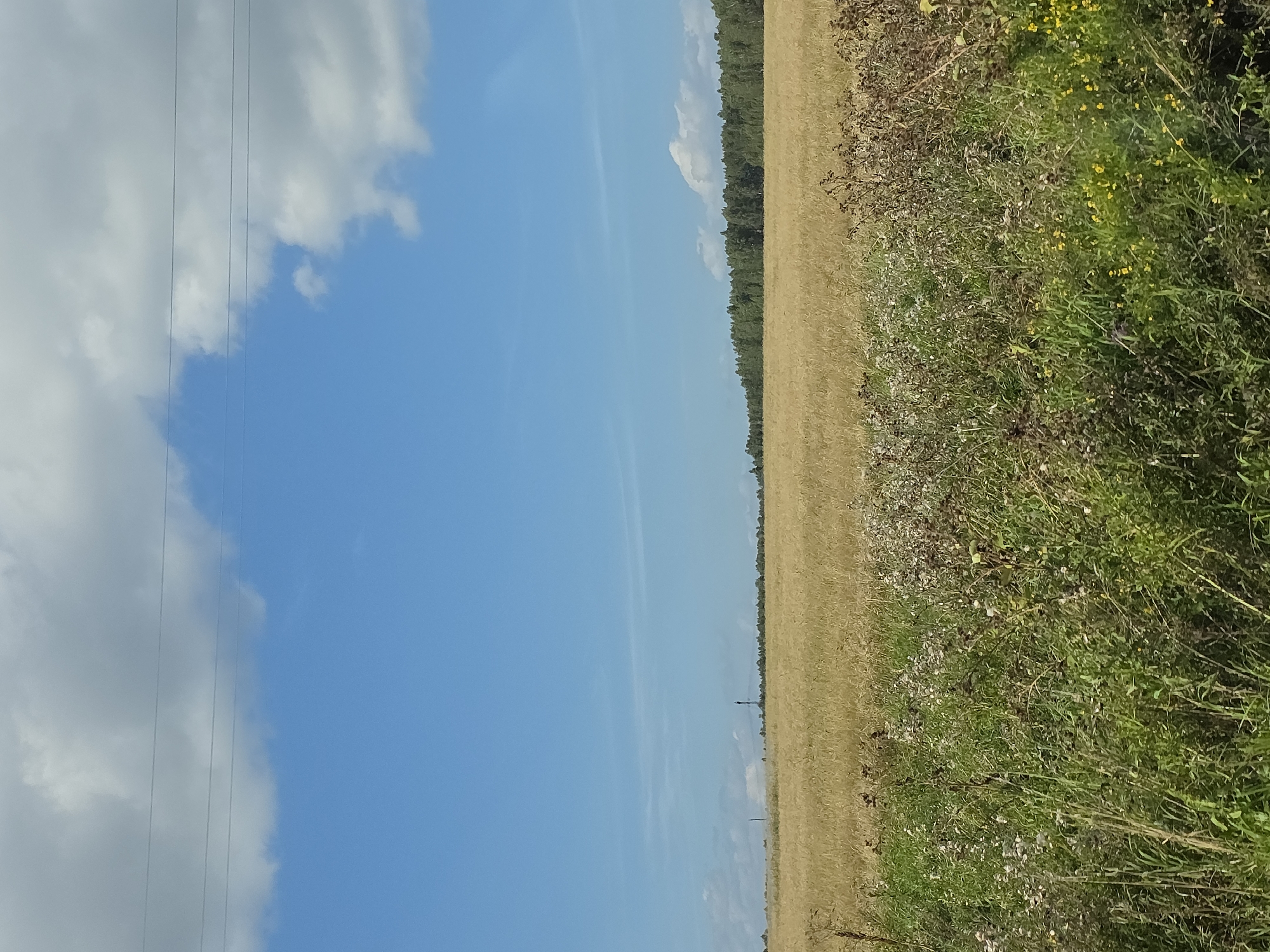 The image shows a rural landscape under a bright blue sky with scattered white clouds. In the foreground, there is a patch of green and brown vegetation, including tall grasses and some wildflowers. Behind this, a vast field of dry, golden grass stretches out, suggesting a harvested or drought-affected crop. A dense line of green trees forms the horizon, and beyond that, a tall, slender tower, possibly a communication tower, is visible in the distance. Three power lines are stretched across the upper portion of the sky. The scene is devoid of any people or animals. The overall impression is one of a serene, sunlit countryside.