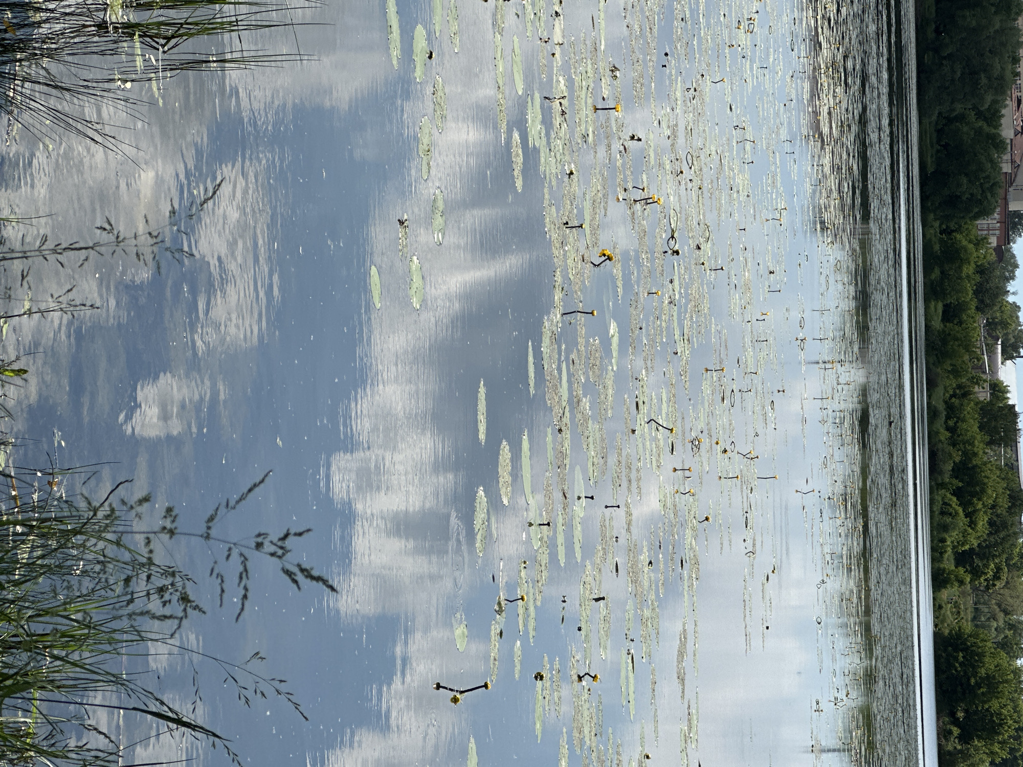 A body of water, likely a lake or slow-moving river, is filled with lily pads and small yellow flowers. The water reflects the sky, which is partly cloudy, showing white clouds against a blue background. In the distance, across the water, is a treeline and some buildings. The foreground features tall green grass and reeds growing out of the water. The overall scene is a natural landscape with some signs of human habitation in the background.