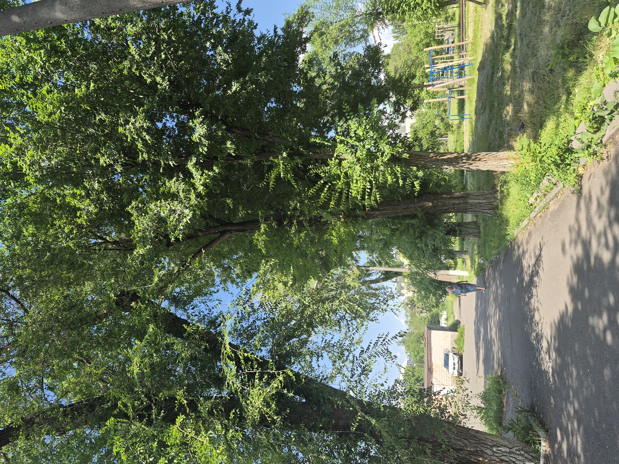 The image depicts a sunny day in a residential area, likely a courtyard in Chișinău, Moldova, with a paved walkway and a grassy area featuring a playground. Tall, leafy trees line the walkway, casting dappled shadows. On the left, a beige brick building with a white car parked in front is visible. A woman wearing a floral dress walks away from the camera on the walkway. The playground, located on the right side of the image, has blue and yellow structures. The overall scene is green and bright, suggesting a pleasant outdoor environment.
