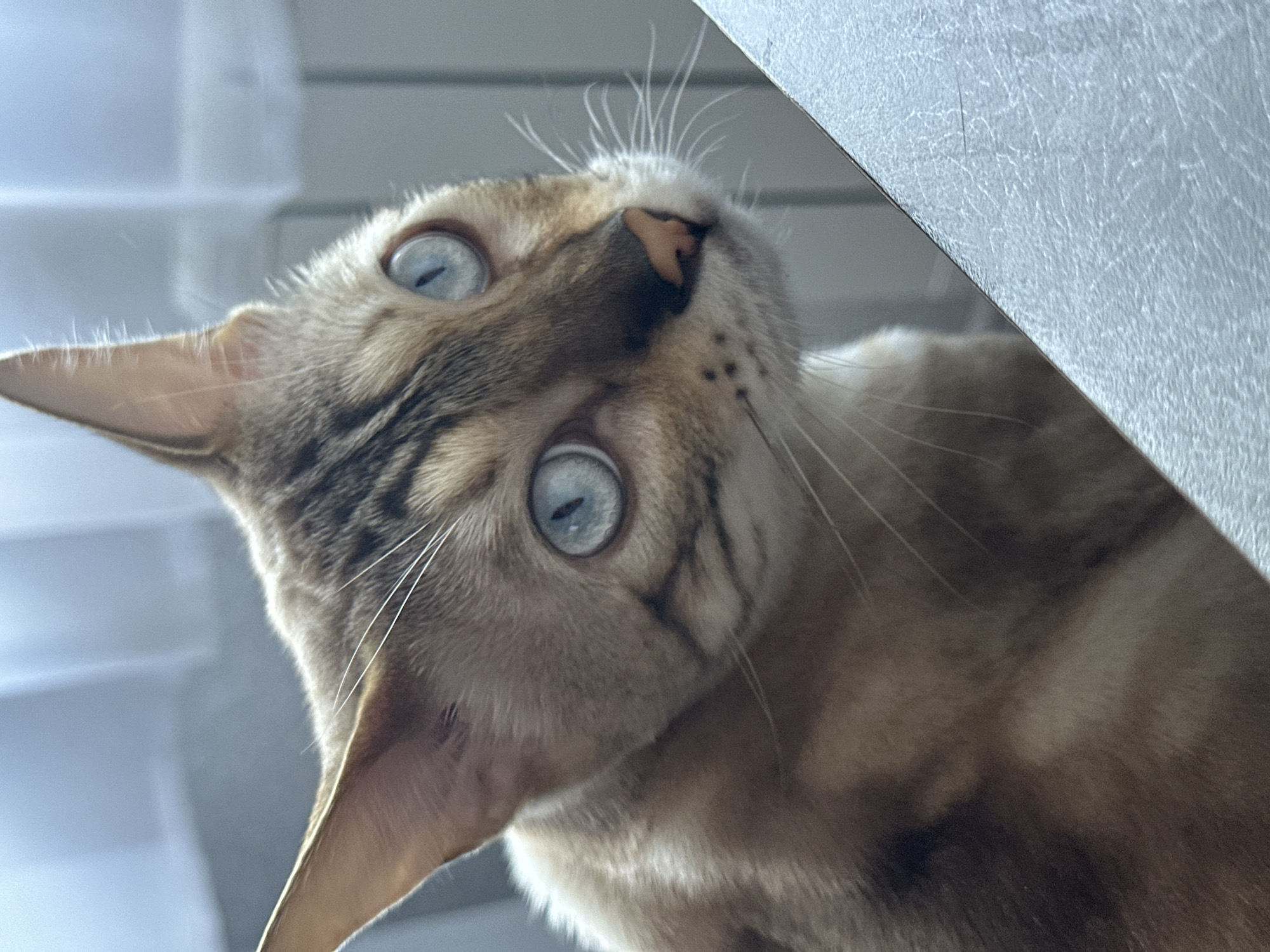 A Bengal cat with striking blue eyes and spotted fur is captured in a close-up shot, looking to the right with a slightly tilted head. The cat's fur has a mix of light brown and darker spotted patterns. Its ears are pointed and alert. The background is blurred, showing soft vertical lines that could be curtains or blinds, and a light blue-grey hue. In the foreground, a textured, light-colored surface, possibly a table, occupies the lower right corner of the image, creating a diagonal line that leads the eye towards the cat. The lighting appears natural and soft, possibly from a window. The image does not provide any information about the city of Energetik, Russia, or any other specific location.