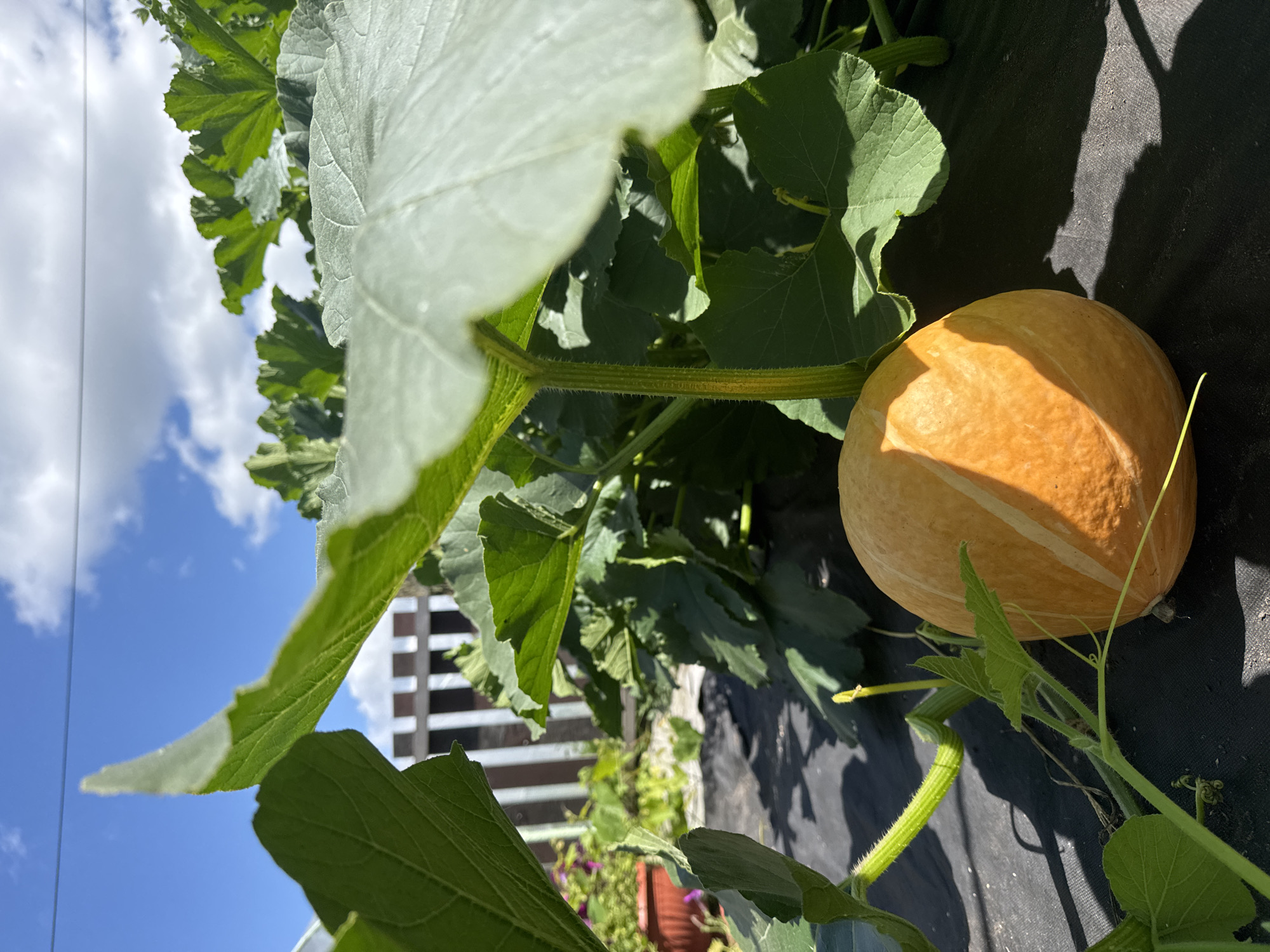 A bright orange pumpkin rests on black landscape fabric under a bright blue sky with scattered clouds. The pumpkin is round with faint pale stripes. Large, green, serrated leaves of the pumpkin plant spread out from behind and above it, casting dappled shadows on the fabric. A thin, green vine with a small yellow tendril emerges from the left side of the pumpkin. In the background, a white picket fence with dark posts is visible, and beyond that, more green foliage and a glimpse of a potted plant. The scene appears to be an outdoor garden or farm in Prokopyevsk, Russia, under natural daylight. There are no people or animals present.